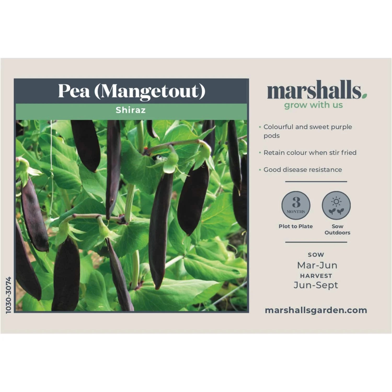 Pea Seeds Mangetout 'Shiraz' - Image 4