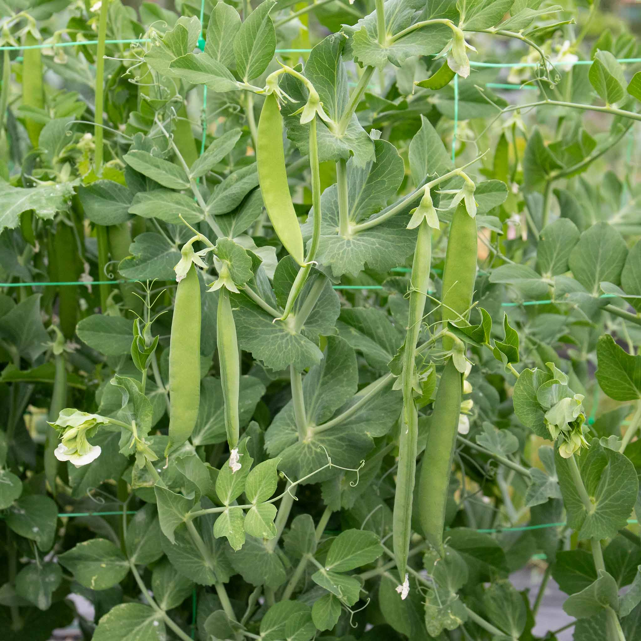 Mangetout Pea Seeds 'Snow Wind' F1 - Image 2