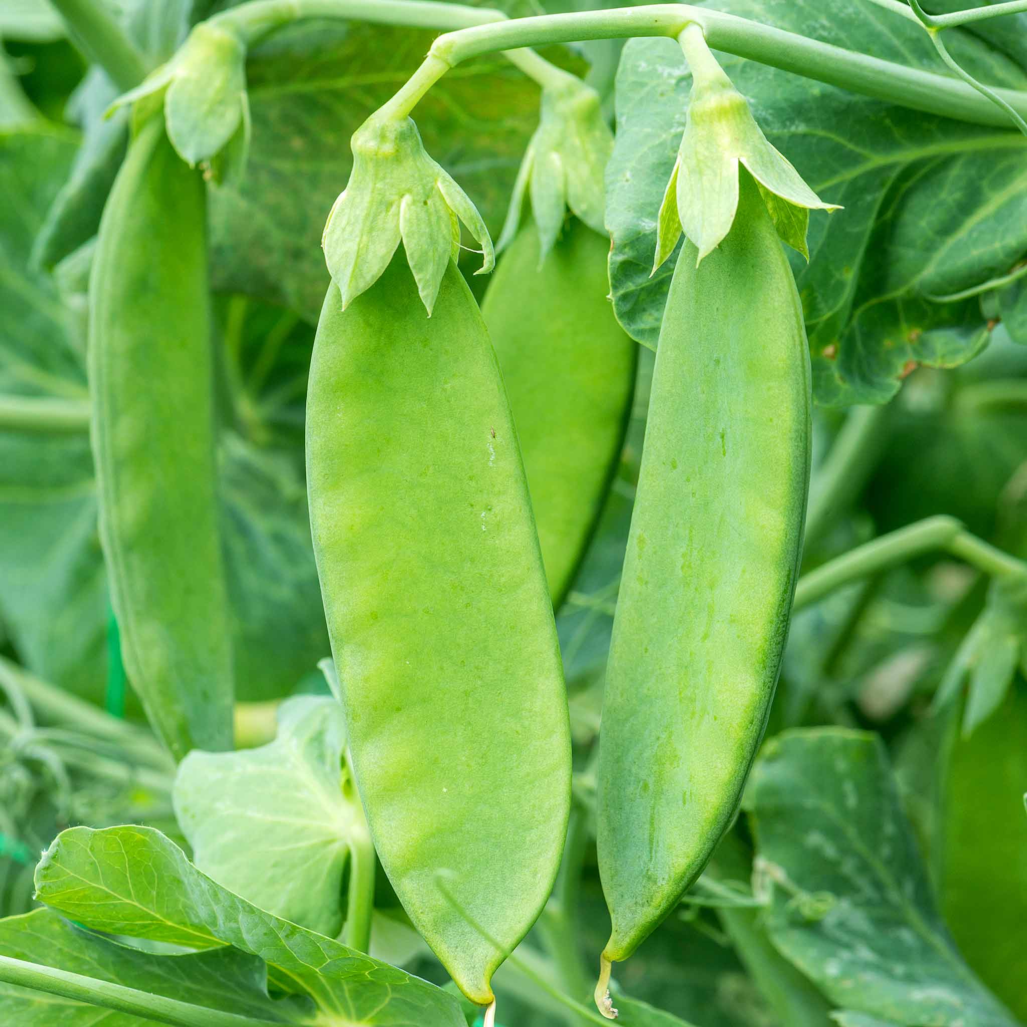 Mangetout Pea Seeds 'Snow Wind' F1 - Image 8