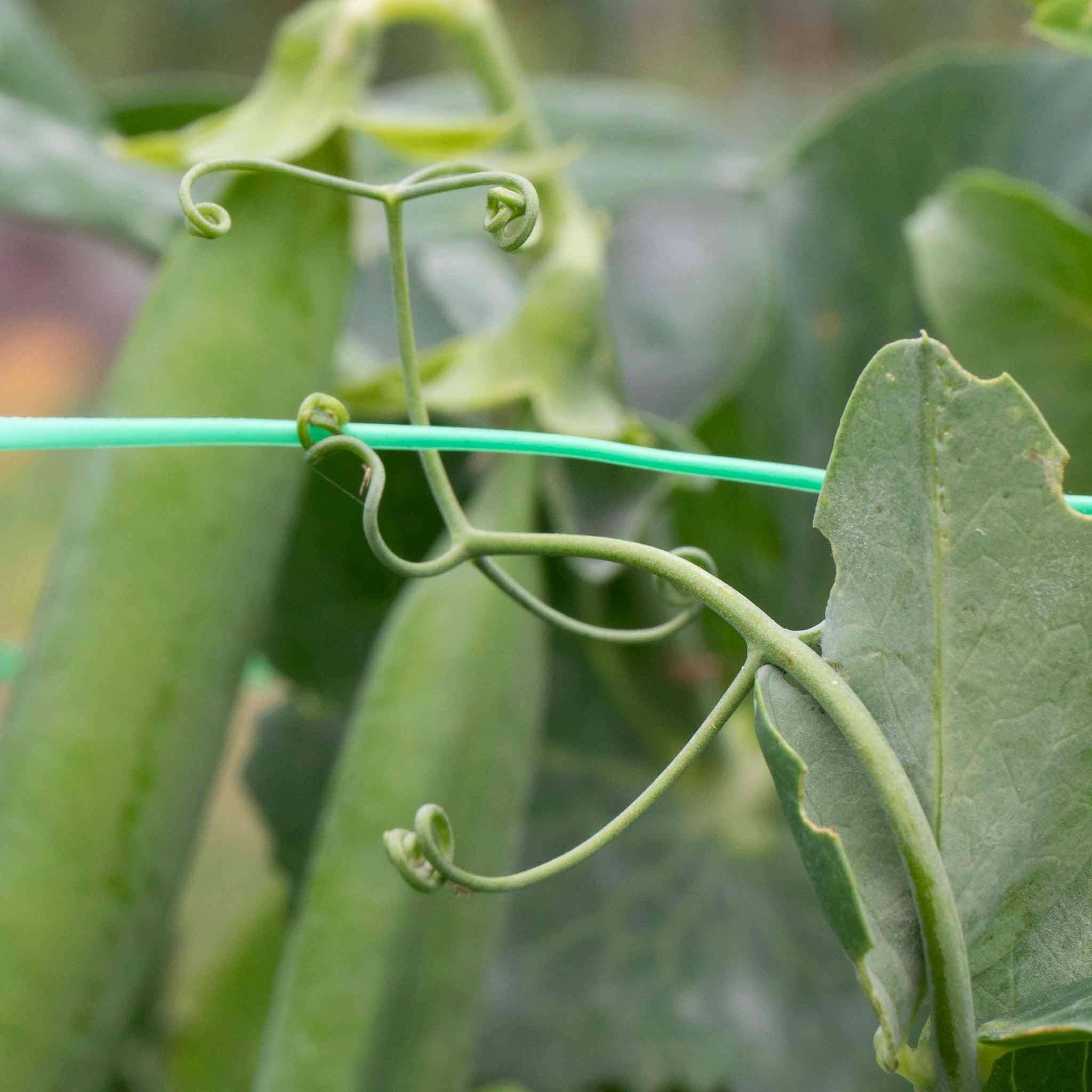 Pea 'Hurst Green Shaft' - Image 6