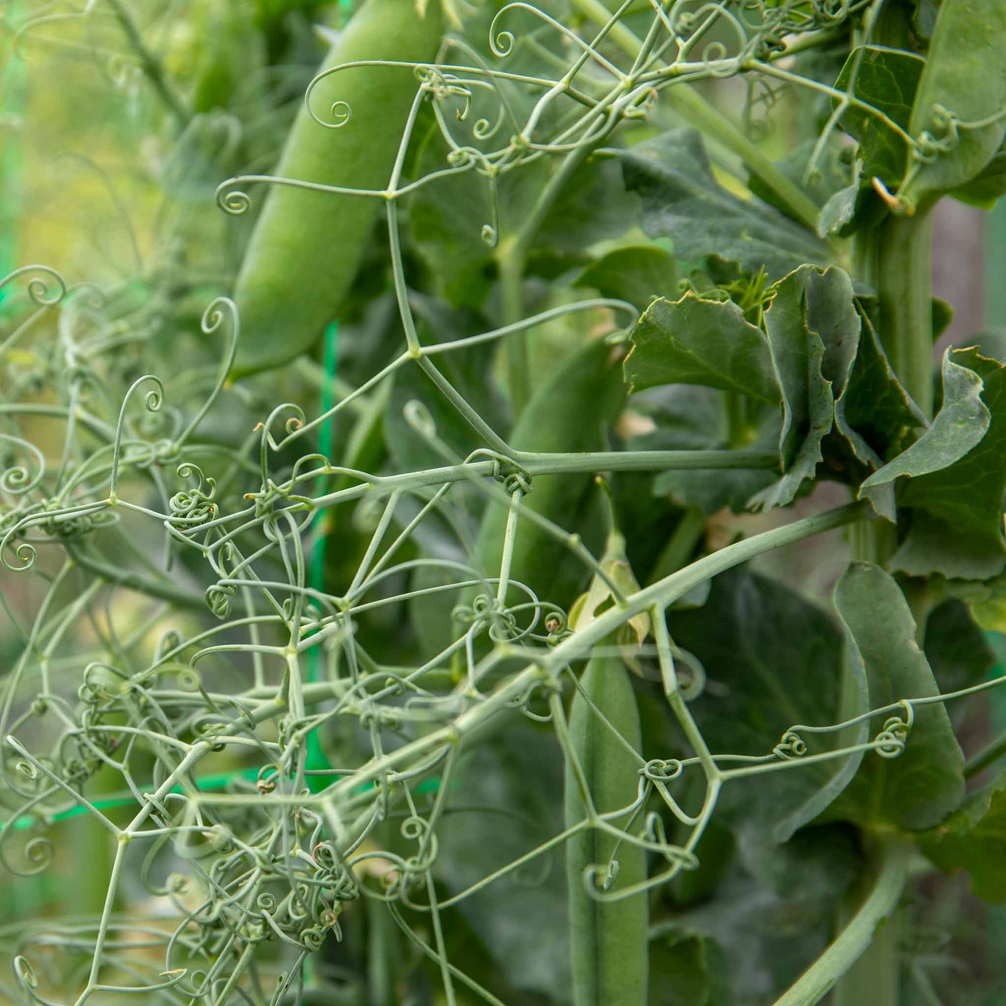 Pea 'Ruselago' - Image 6