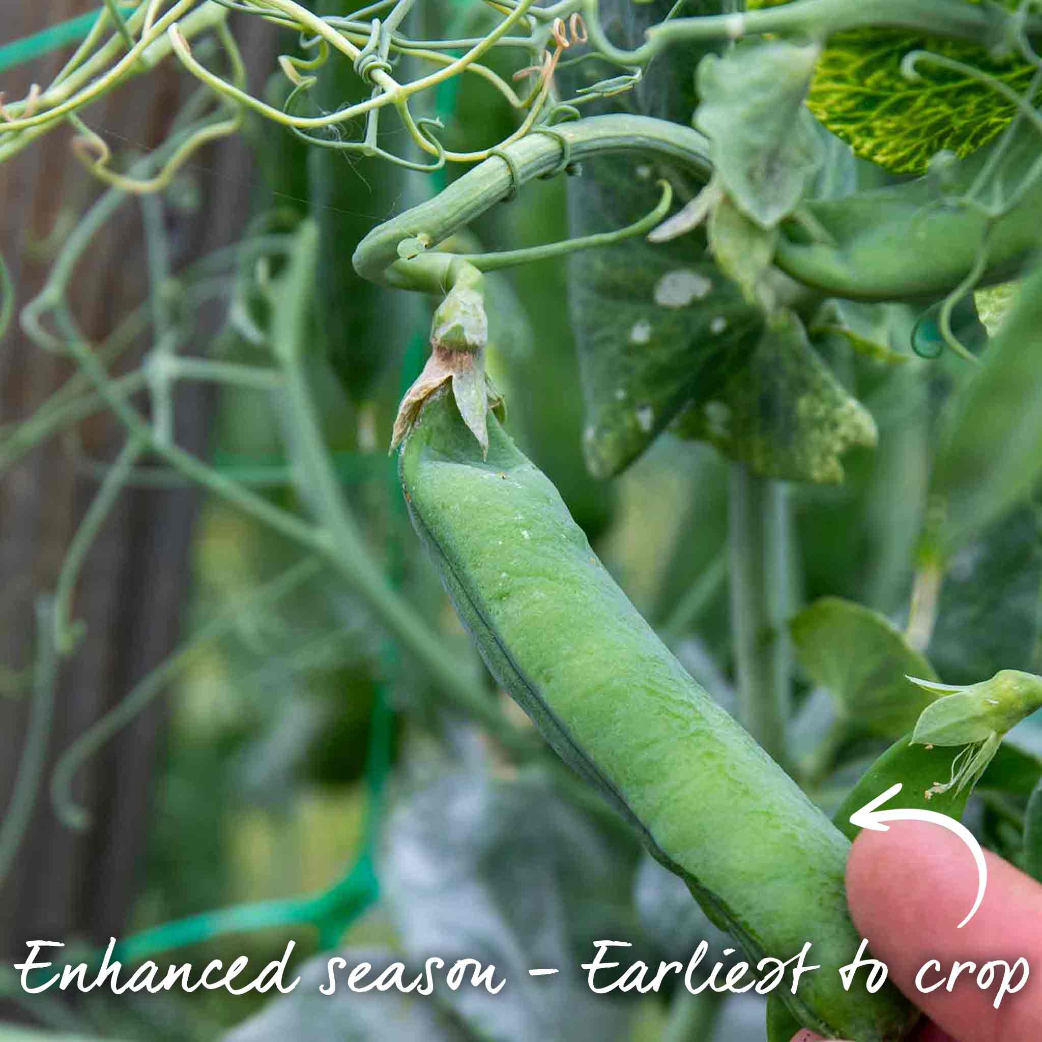 Pea Seeds 'Prelado' - Image 2
