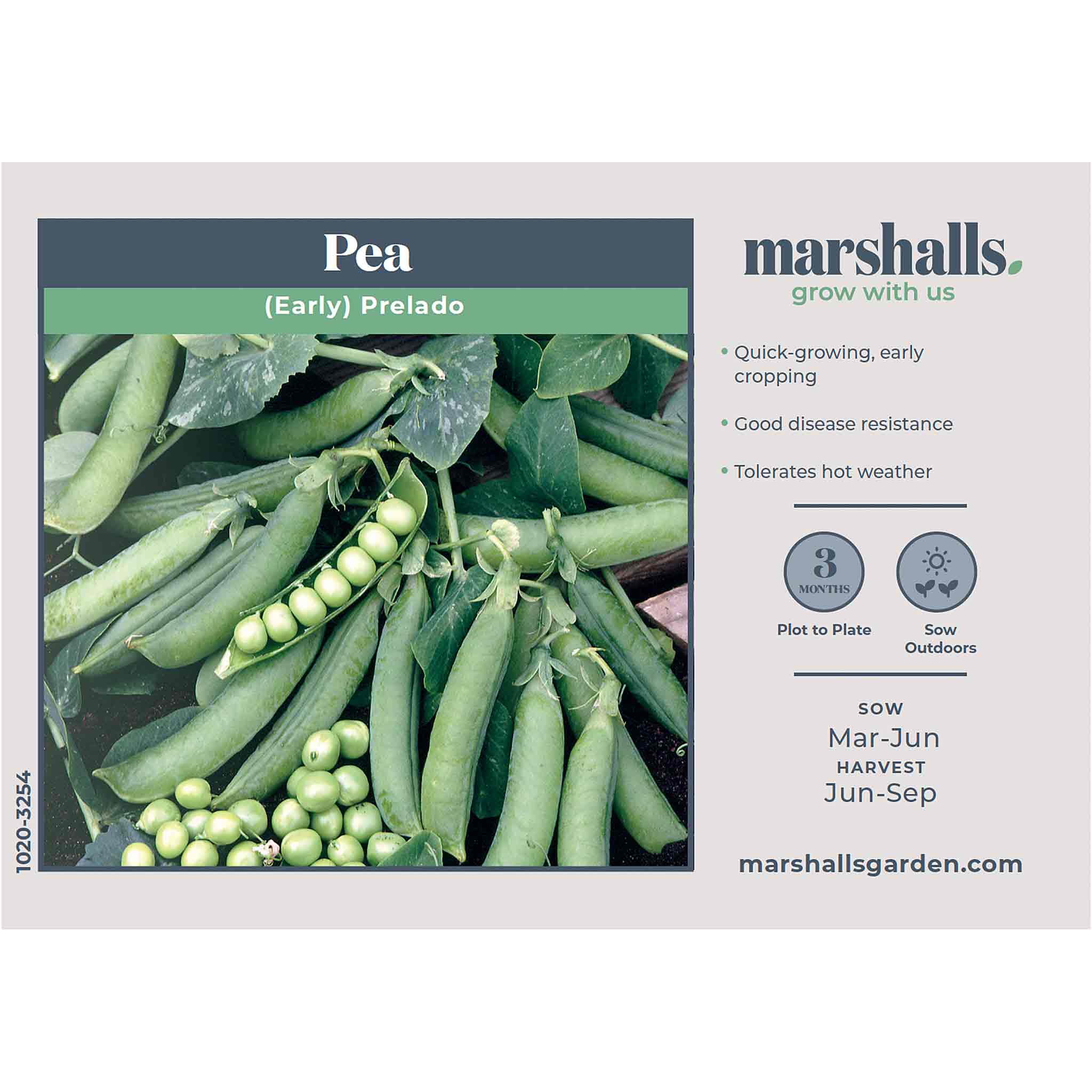 Pea Seeds 'Prelado' - Image 4