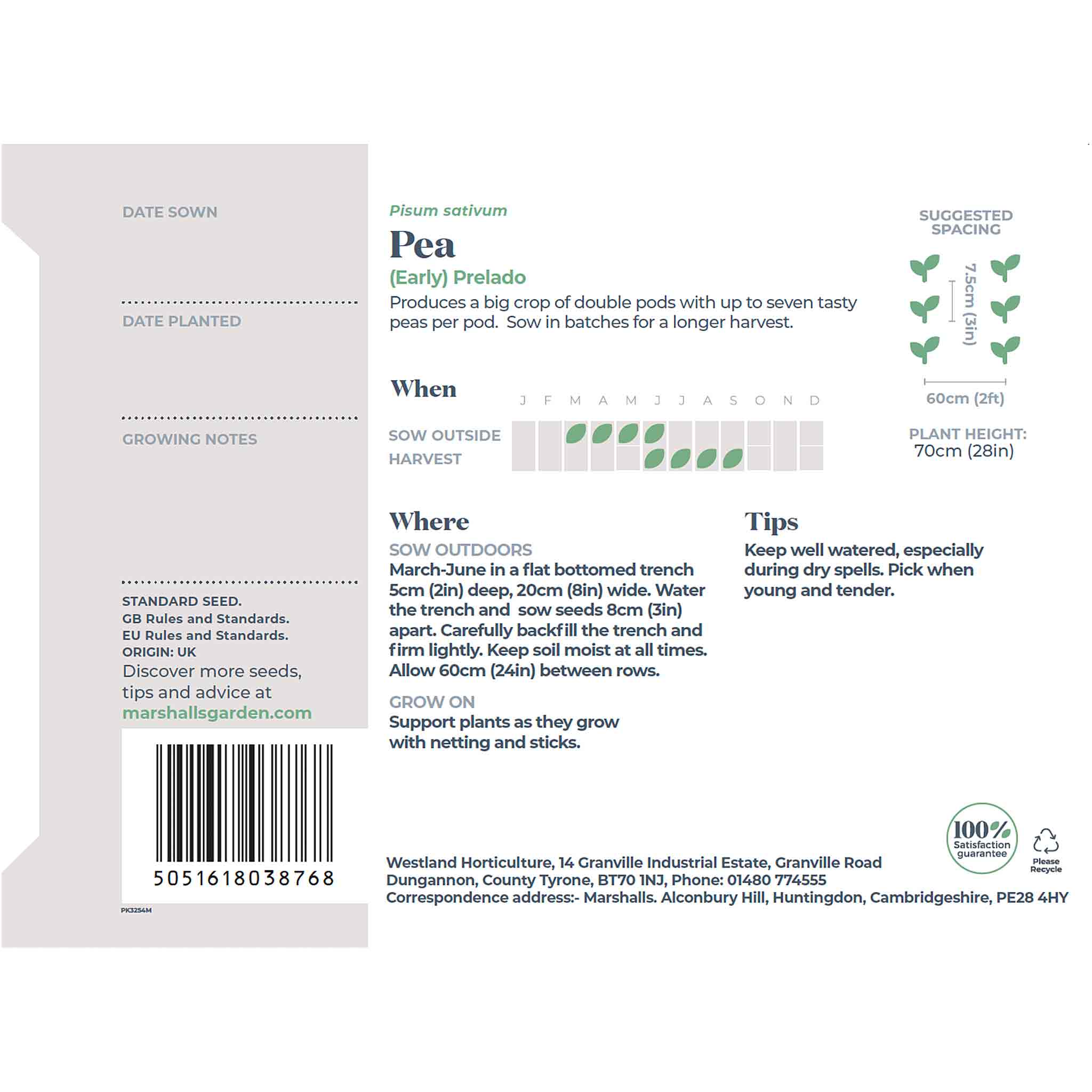 Pea Seeds 'Prelado' - Image 5