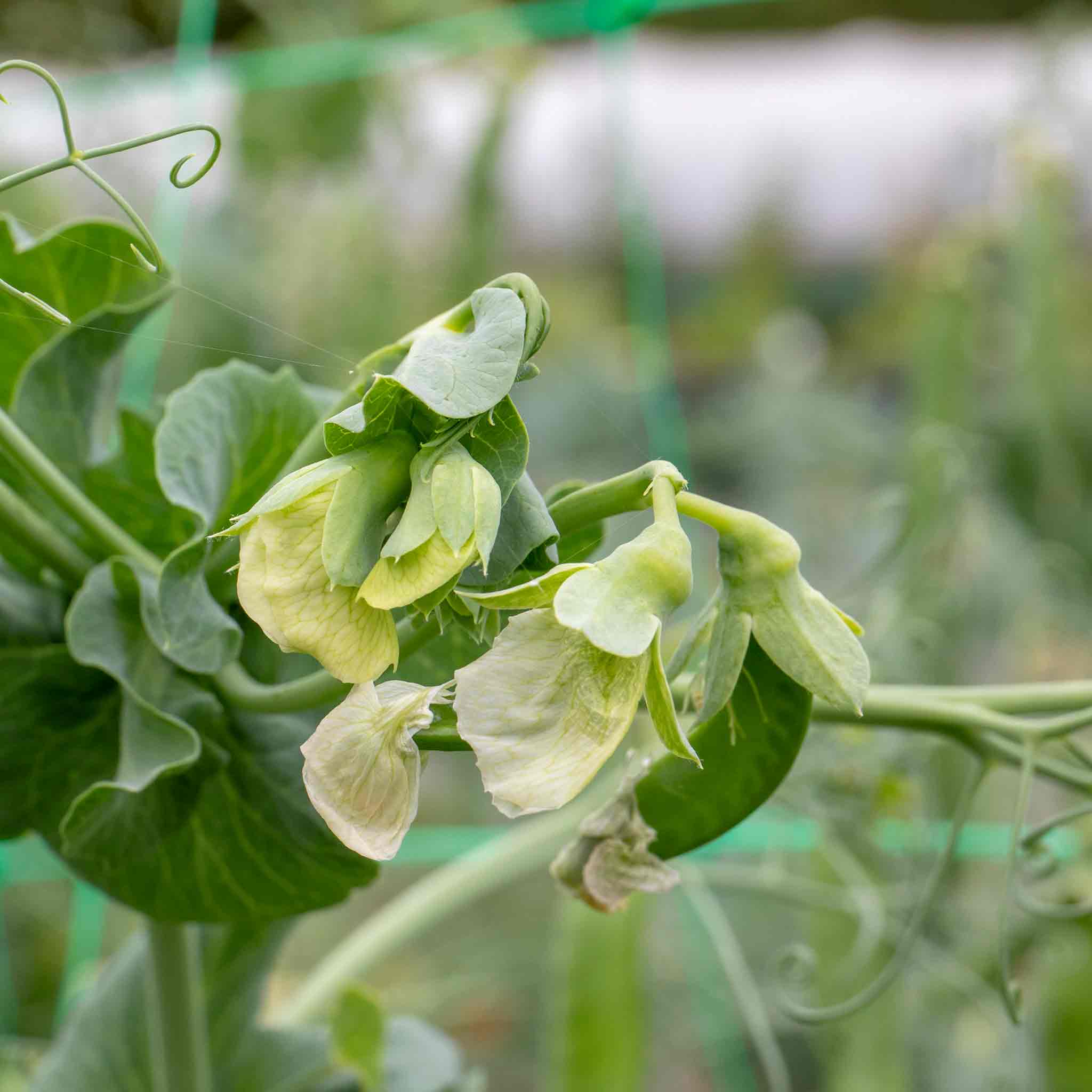 Pea Seeds 'Prelado' - Image 6