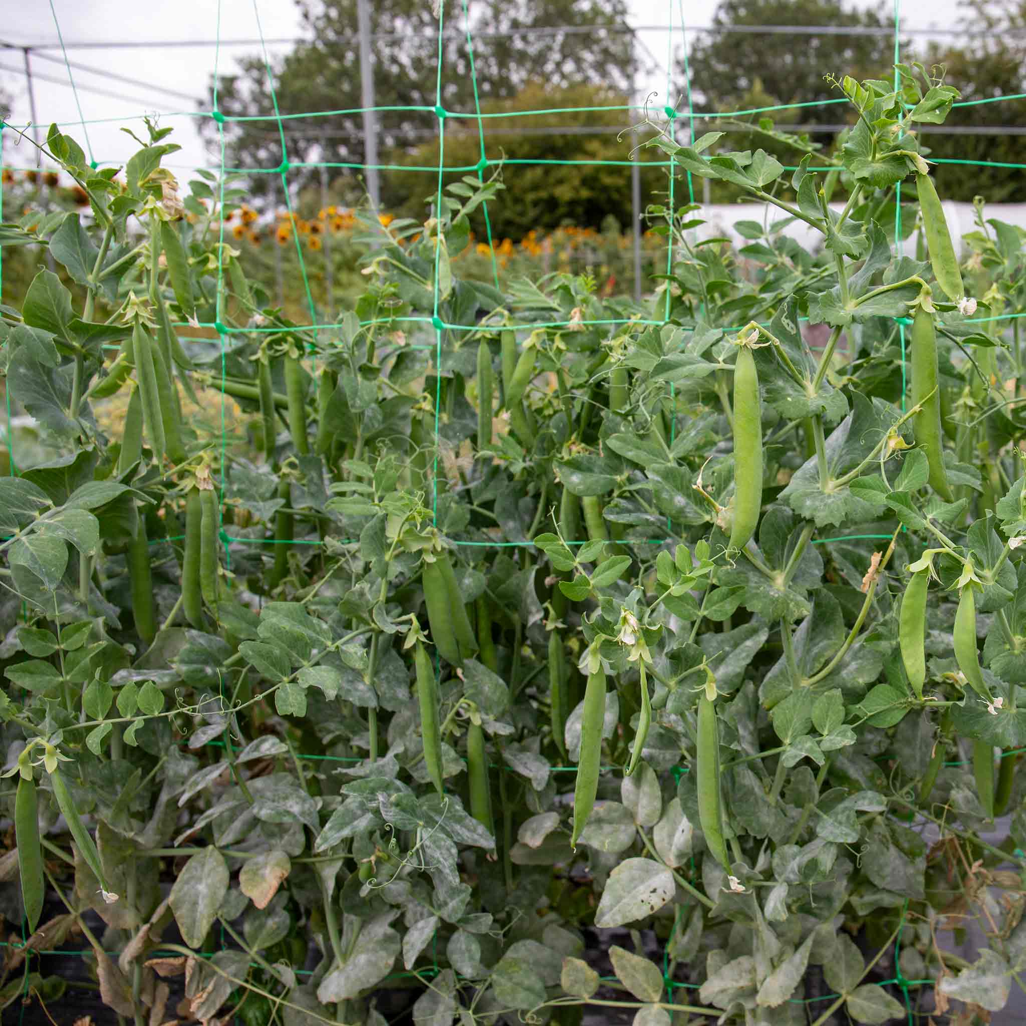 Pea Seeds 'Prelado' - Image 7