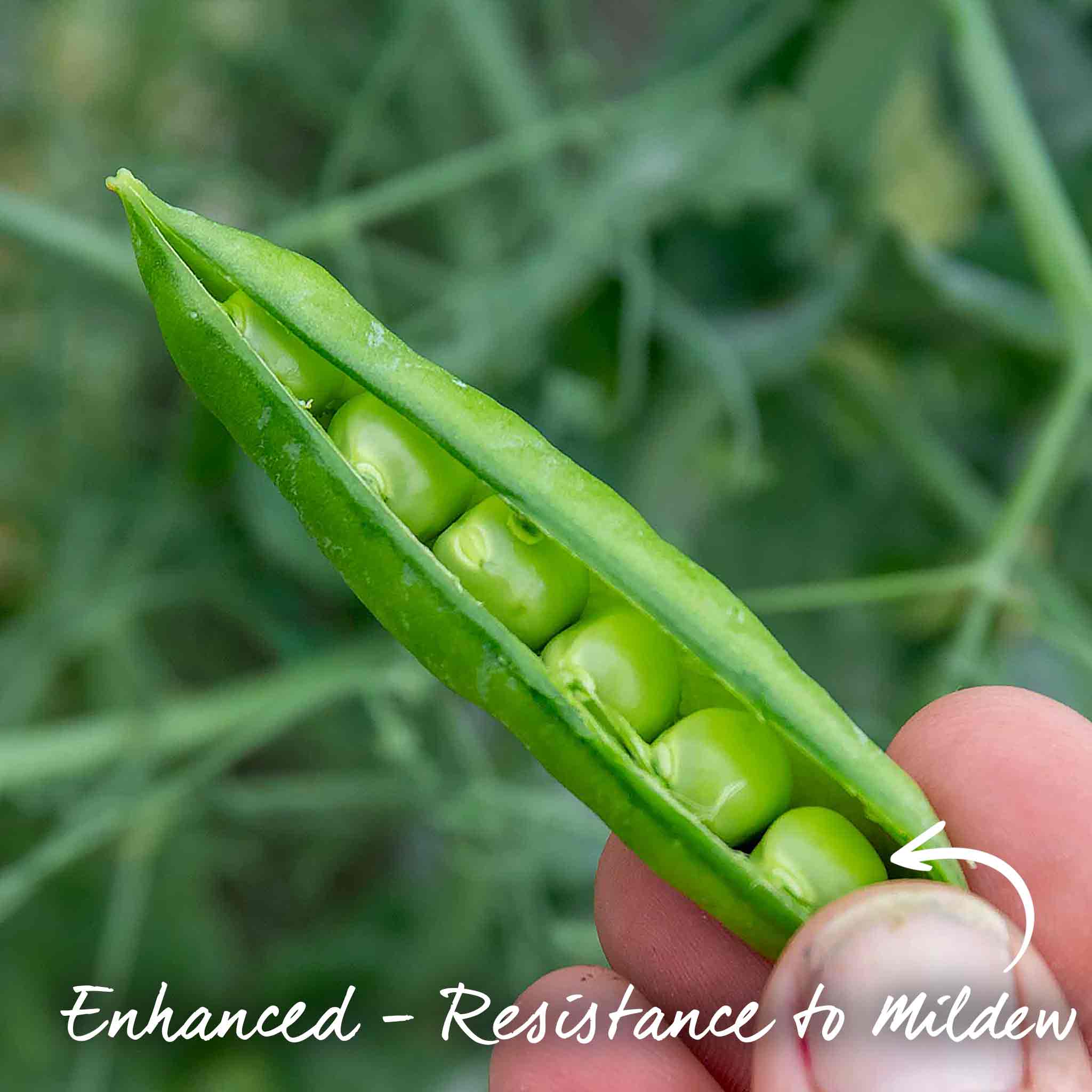 Pea 'Ruselago' - Image 4