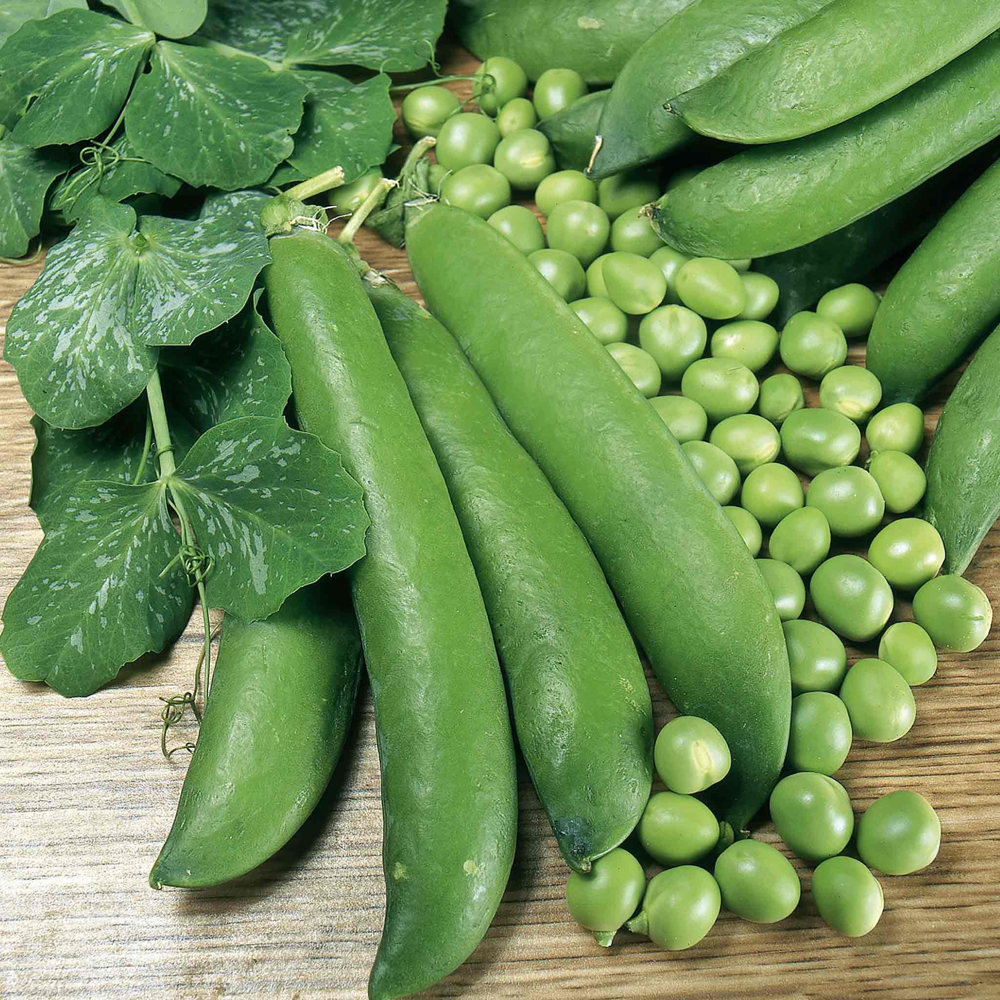 Pea Seeds 'Alderman' - Image 7