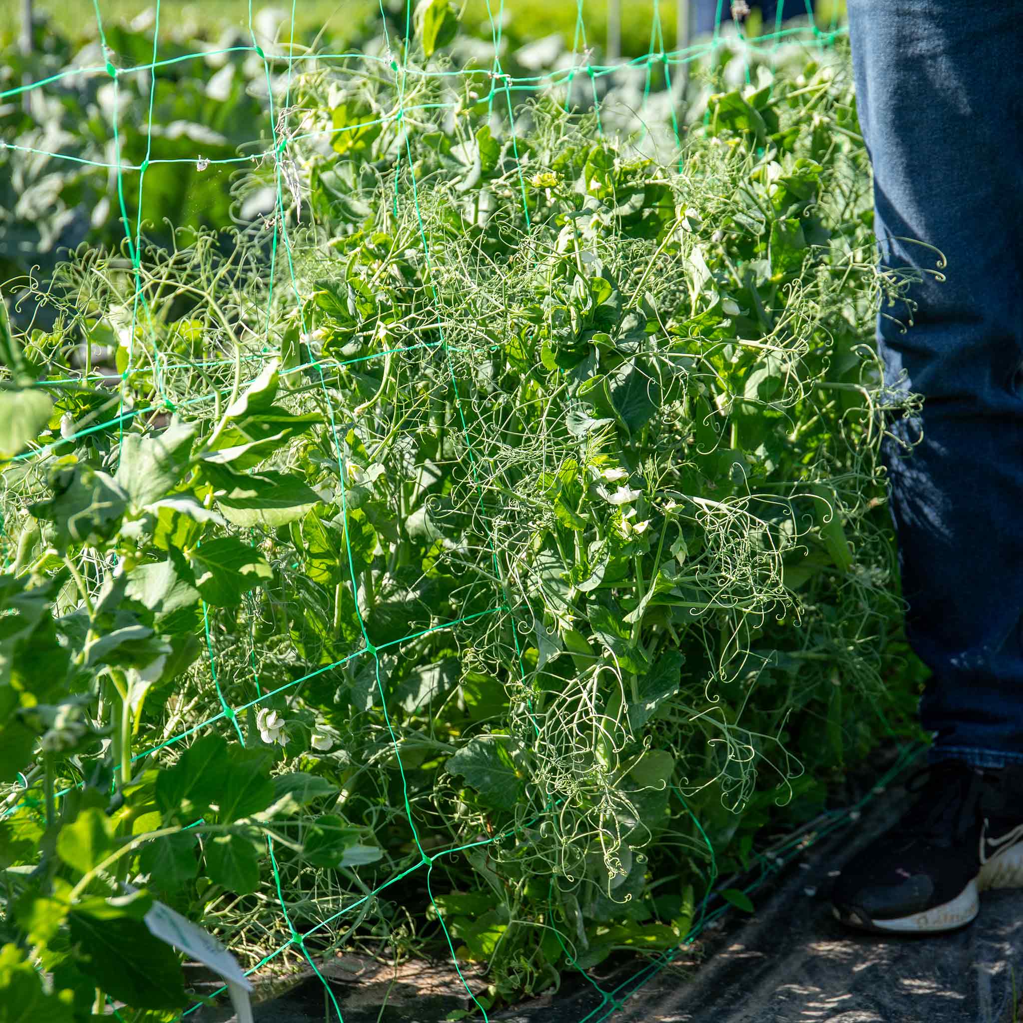 Pea Seeds 'Onward' - Image 3