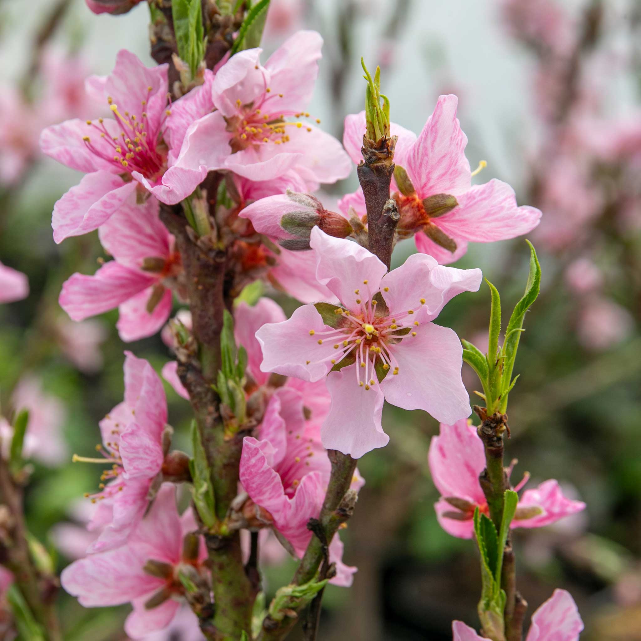 Peach 'Suncrest' - Image 2
