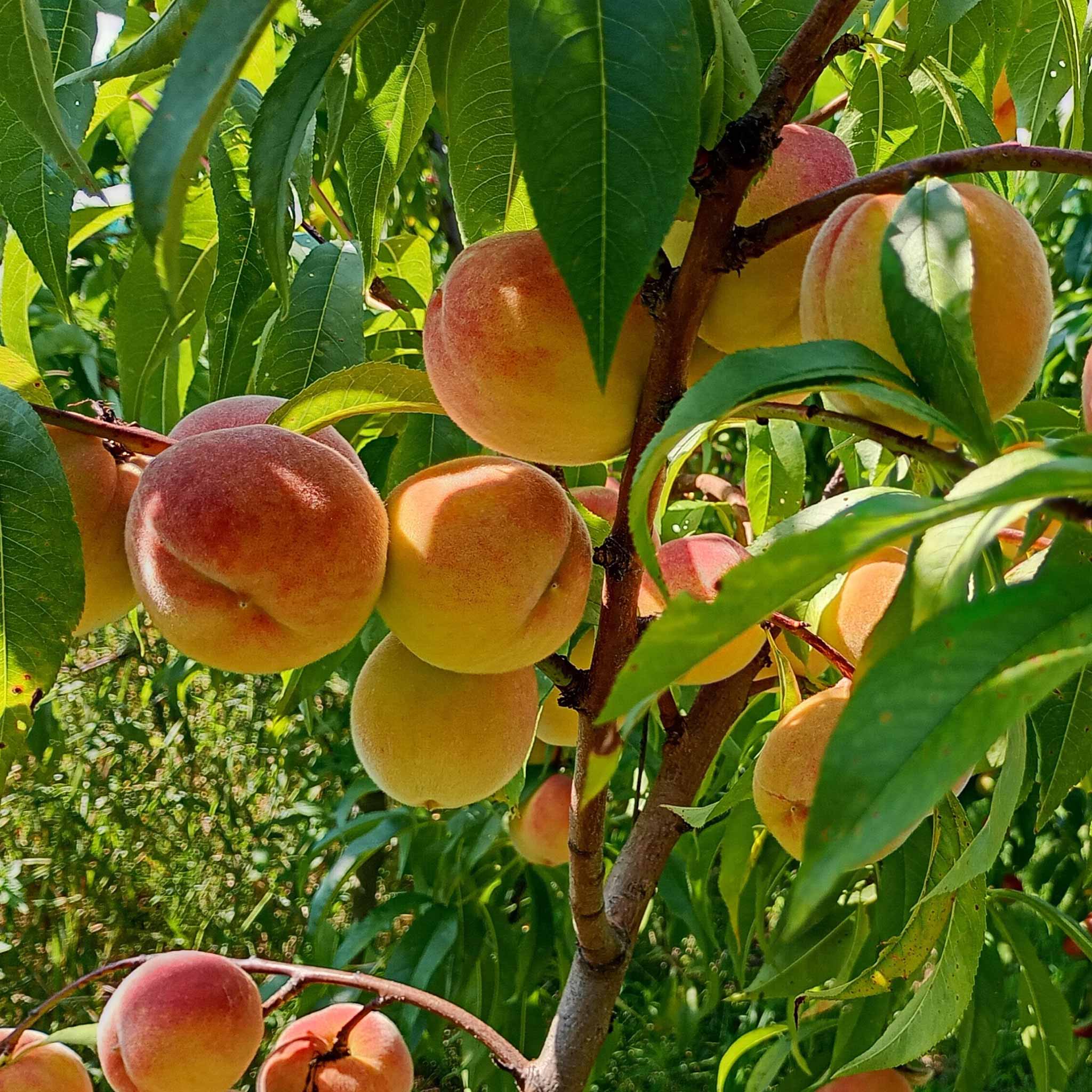 Peach 'Suncrest' - Image 3
