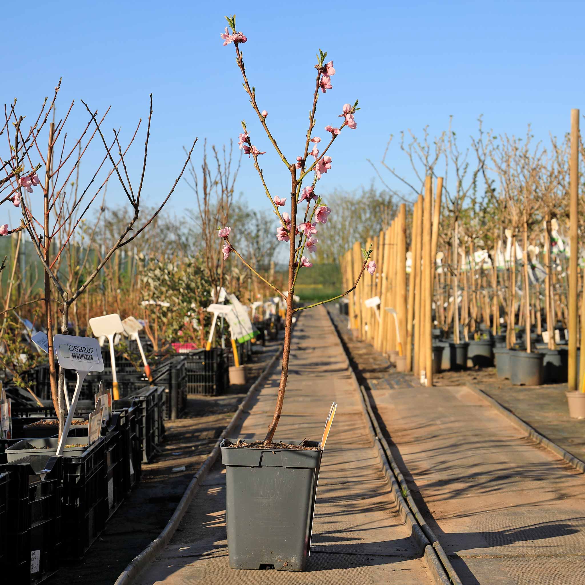 Peach 'Suncrest' - Image 5