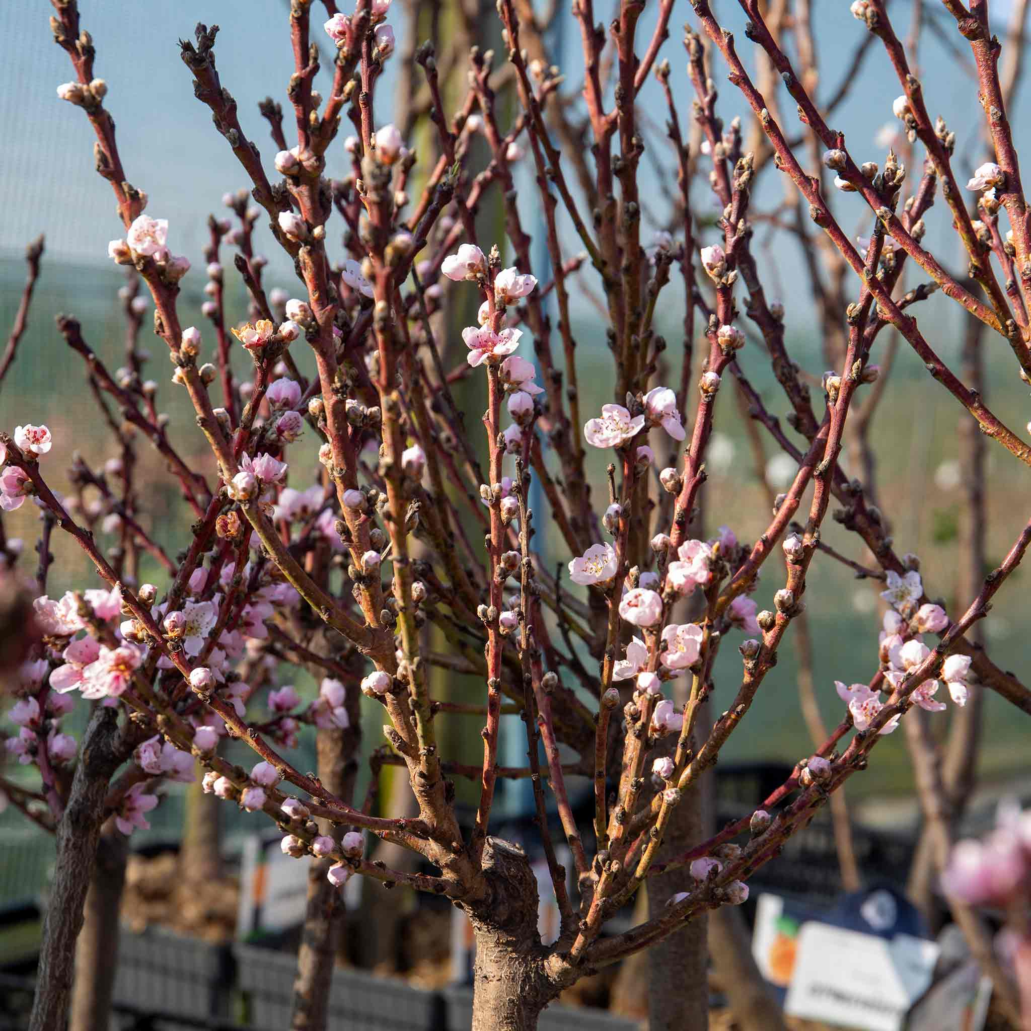 Peach 'Suncrest' - Image 6