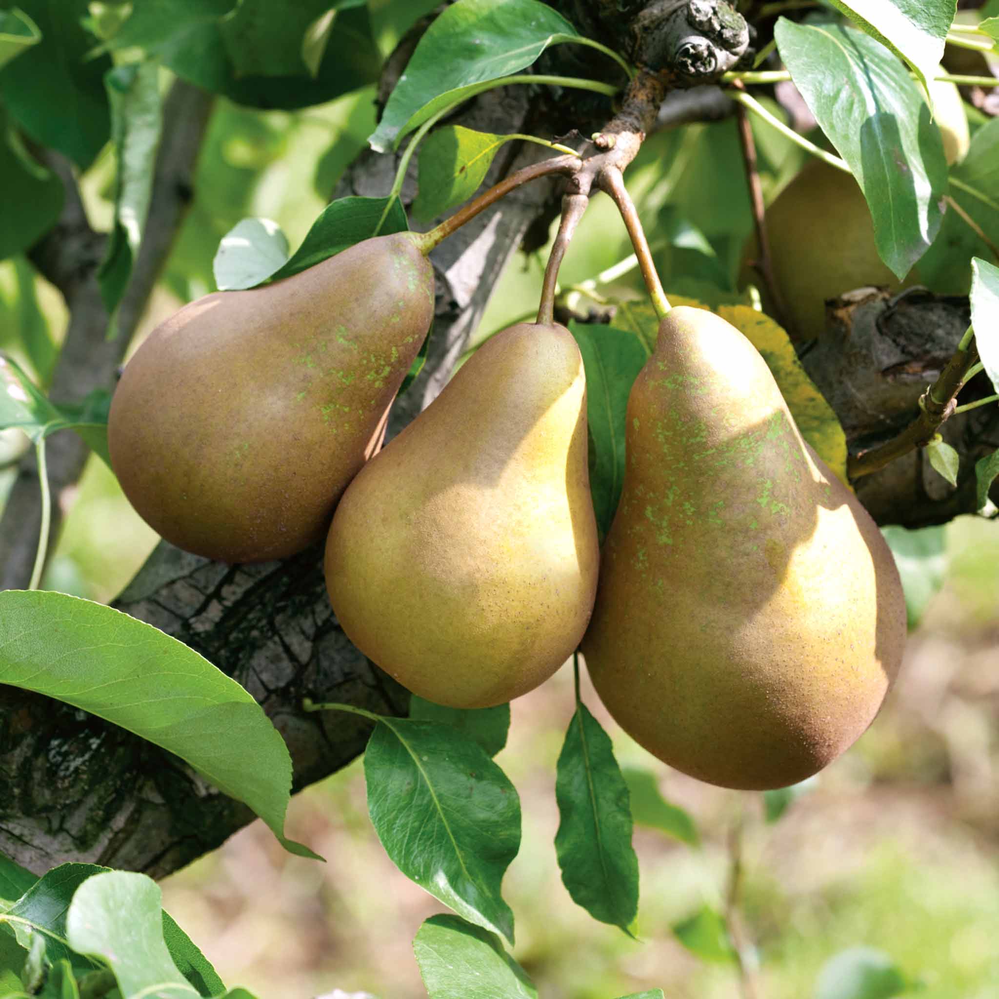 Patio Pear 'Conference'