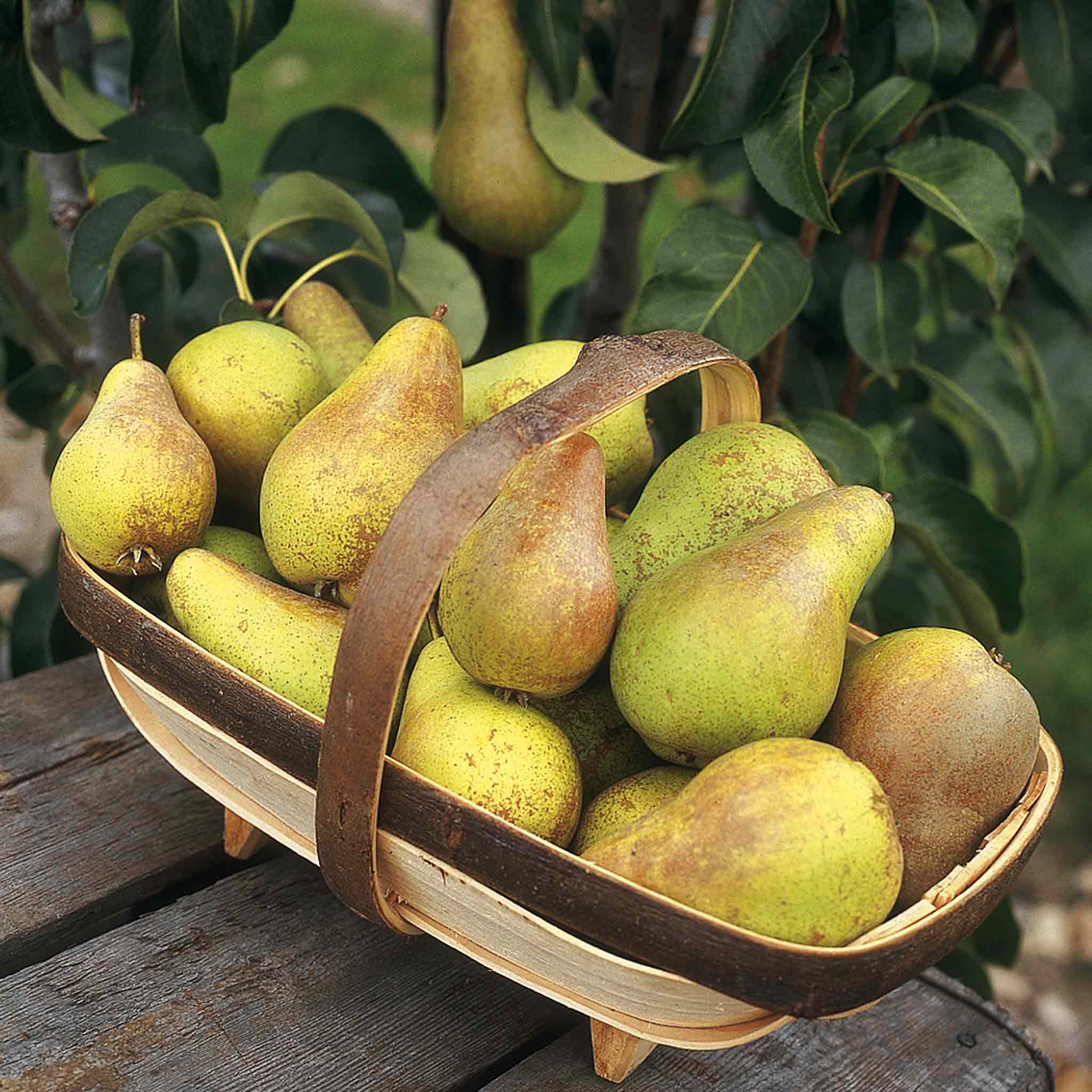 Patio Pear 'Conference' - Image 6