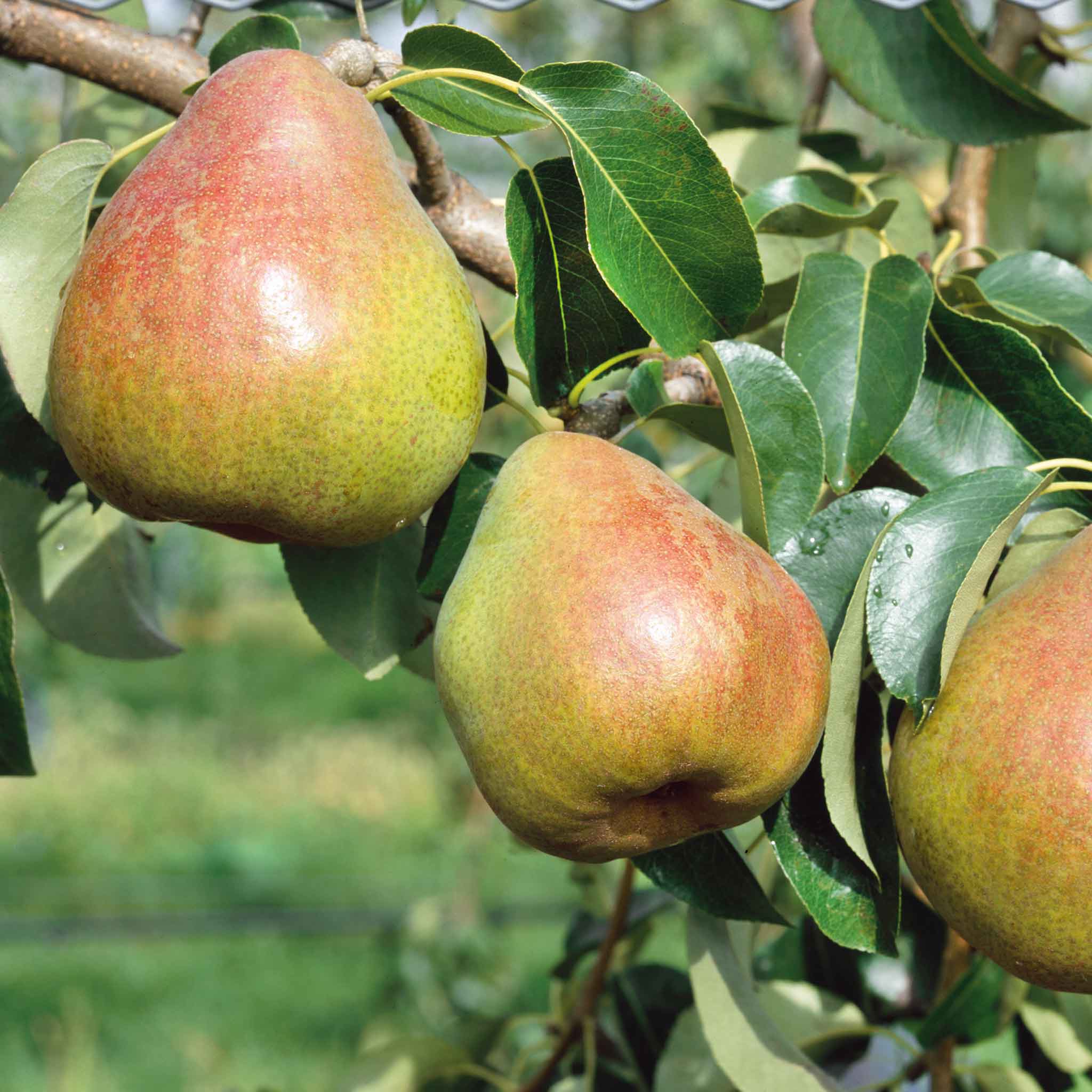 Pear 'Doyenne du Comice' - Image 2