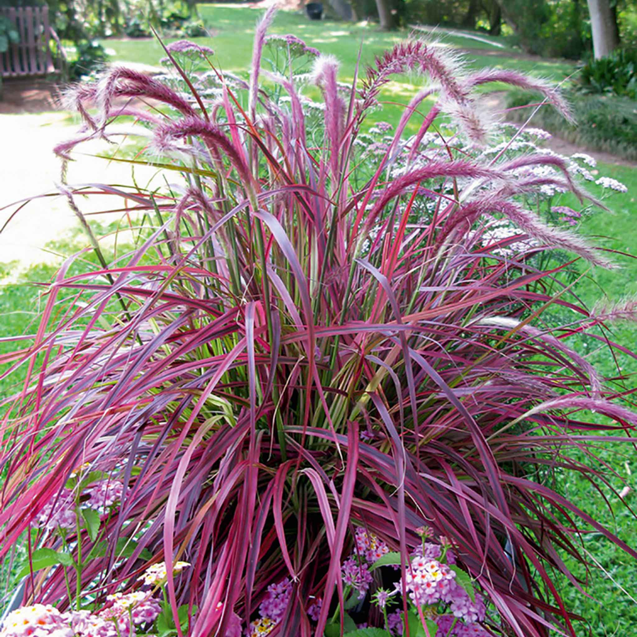 Pennisetum 'Fireworks' - Image 9