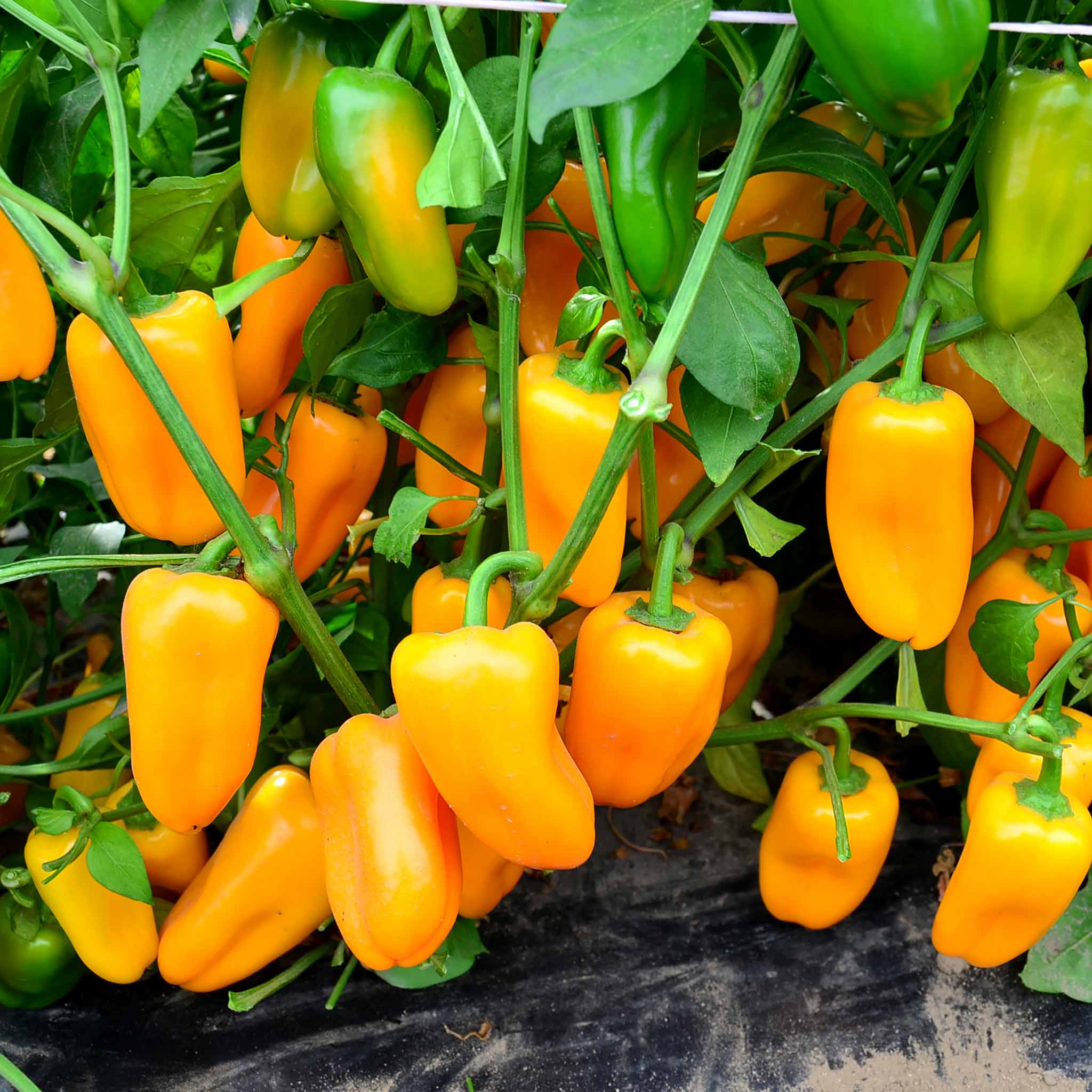 Pepper Seeds 'Sweet Snackbite Yellow' F1
