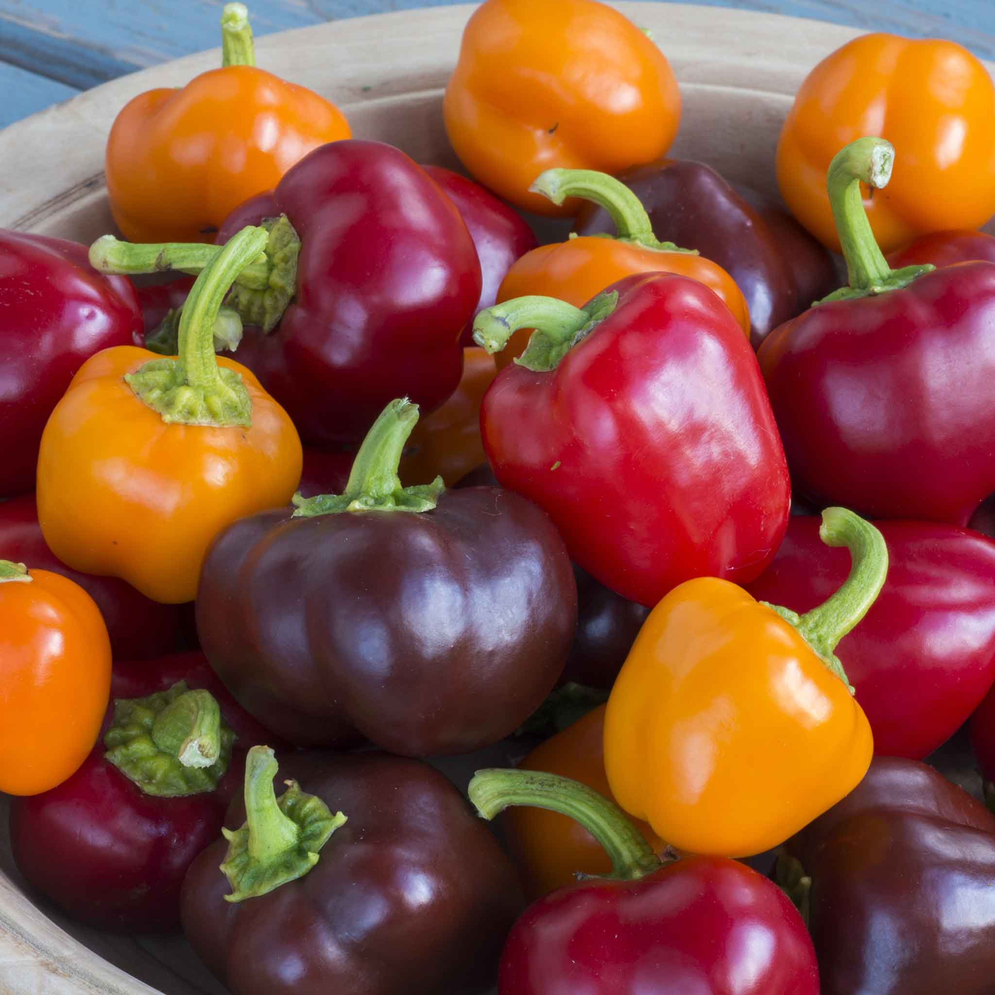 Pepper Seeds 'Sweet Sweetonia Mix' - Image 2