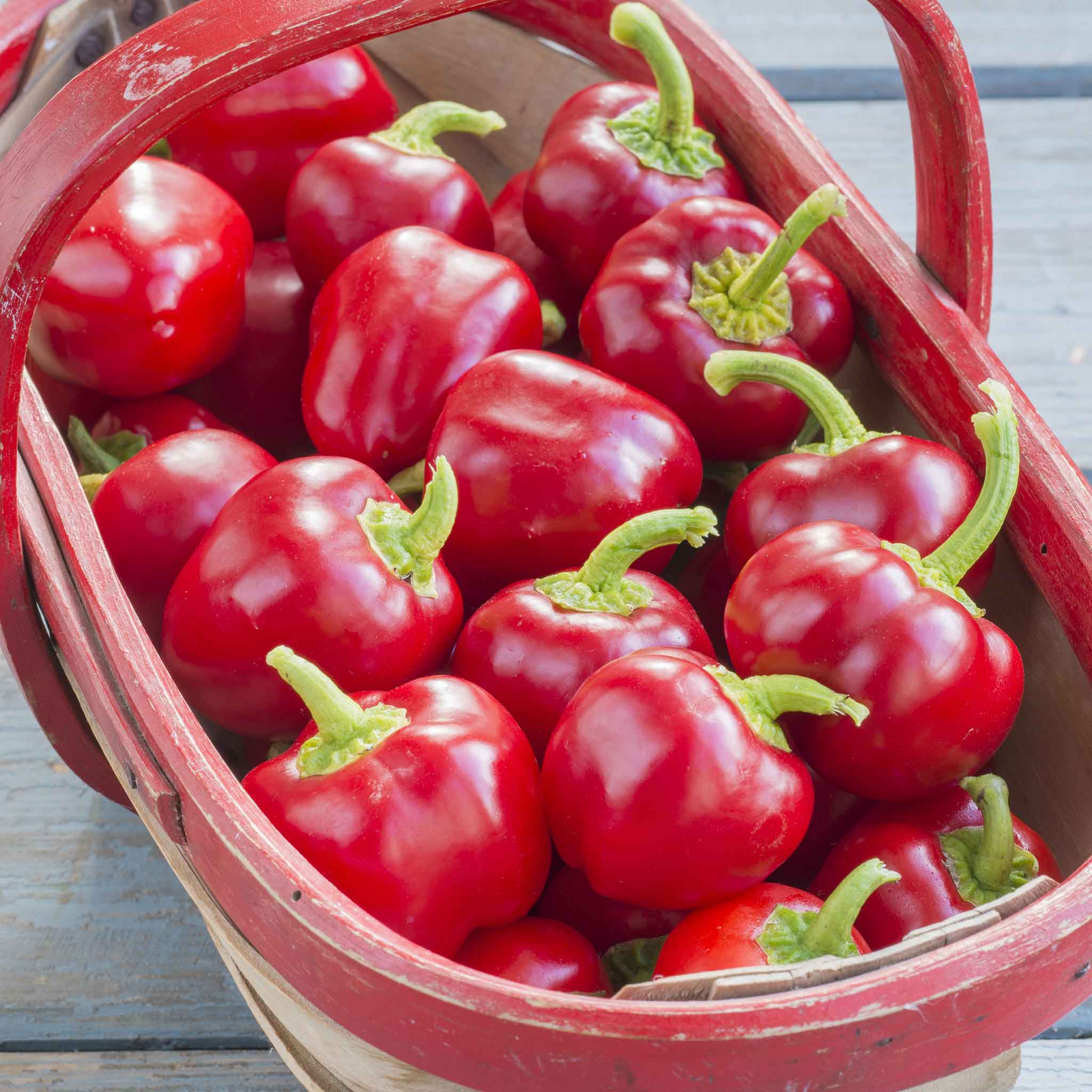 Pepper Seeds 'Sweet Sweetonia Mix' - Image 7