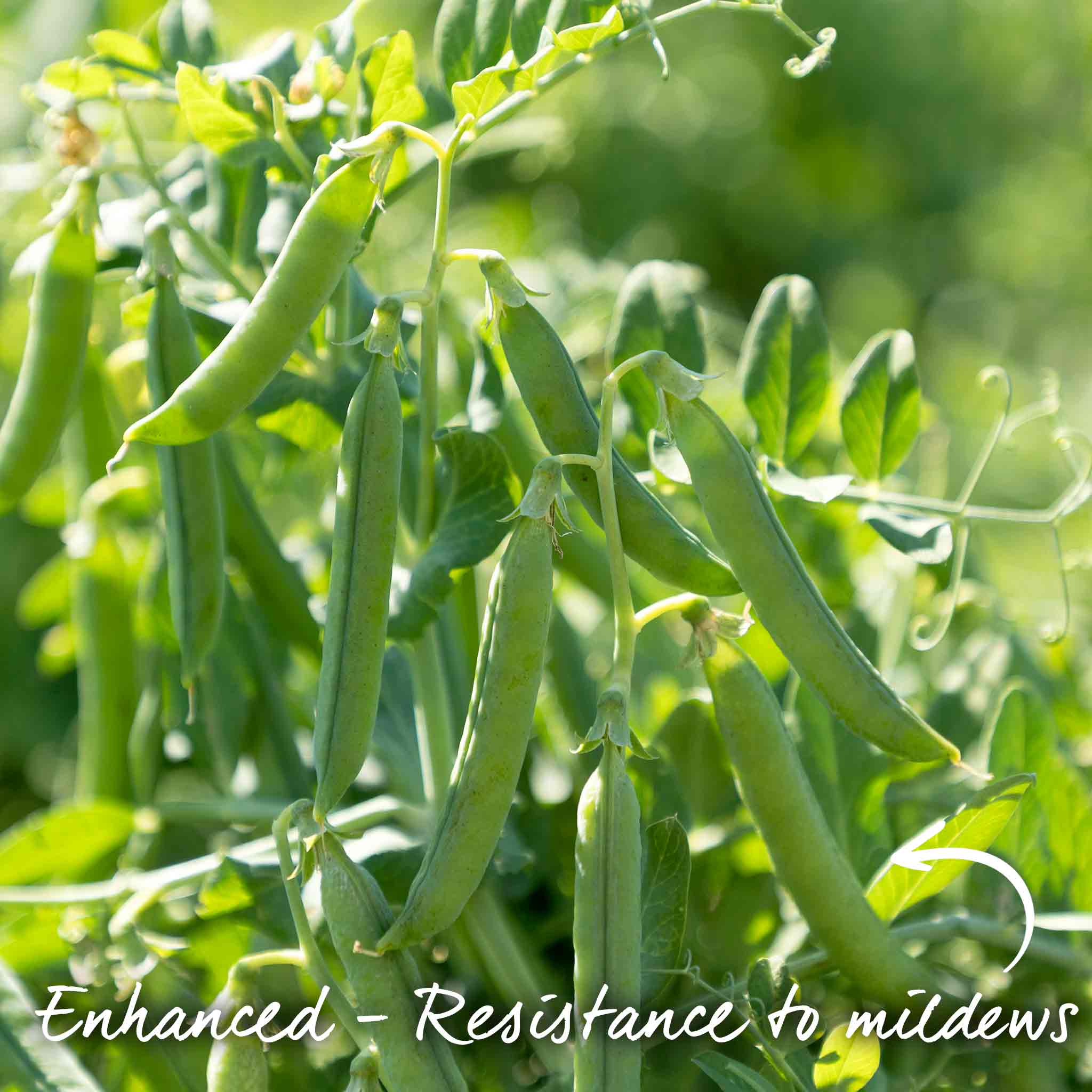 Petit Pois Pea 'Flovert' - Image 2