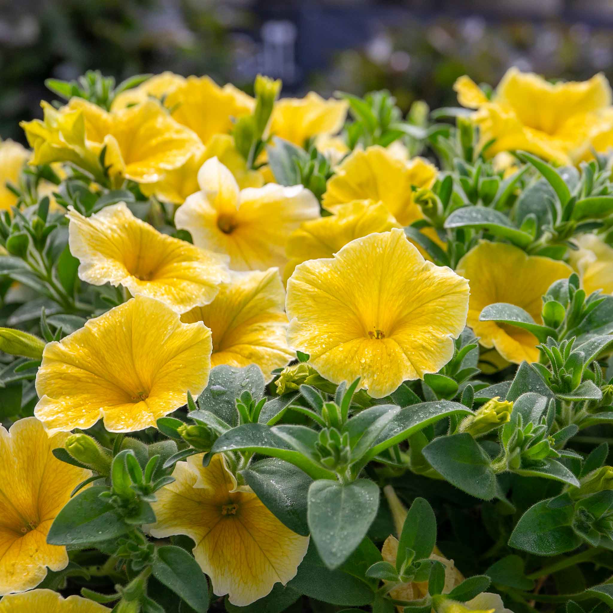 Petunia 'Bees Knees'