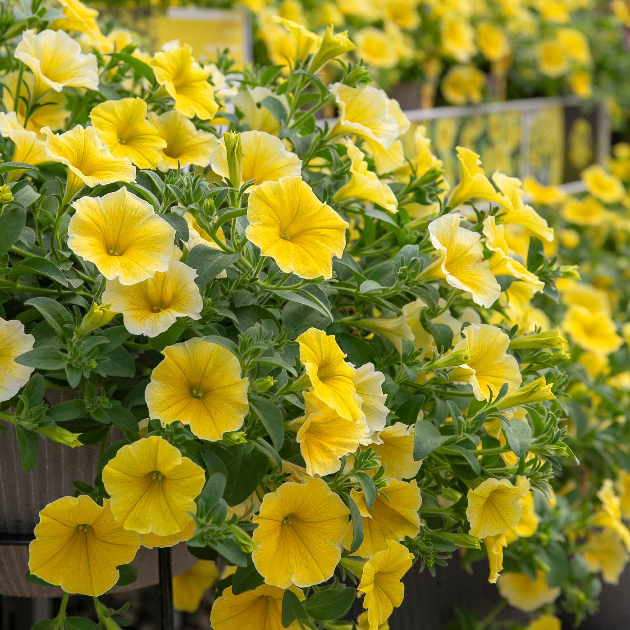 Petunia 'Bees Knees' - Image 3