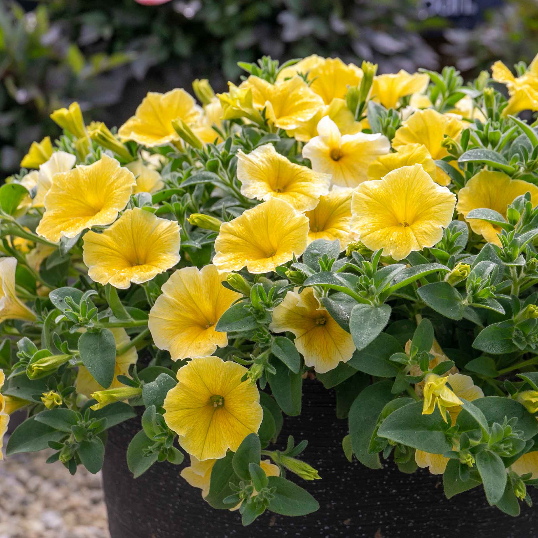 Petunia 'Bees Knees' - Image 4