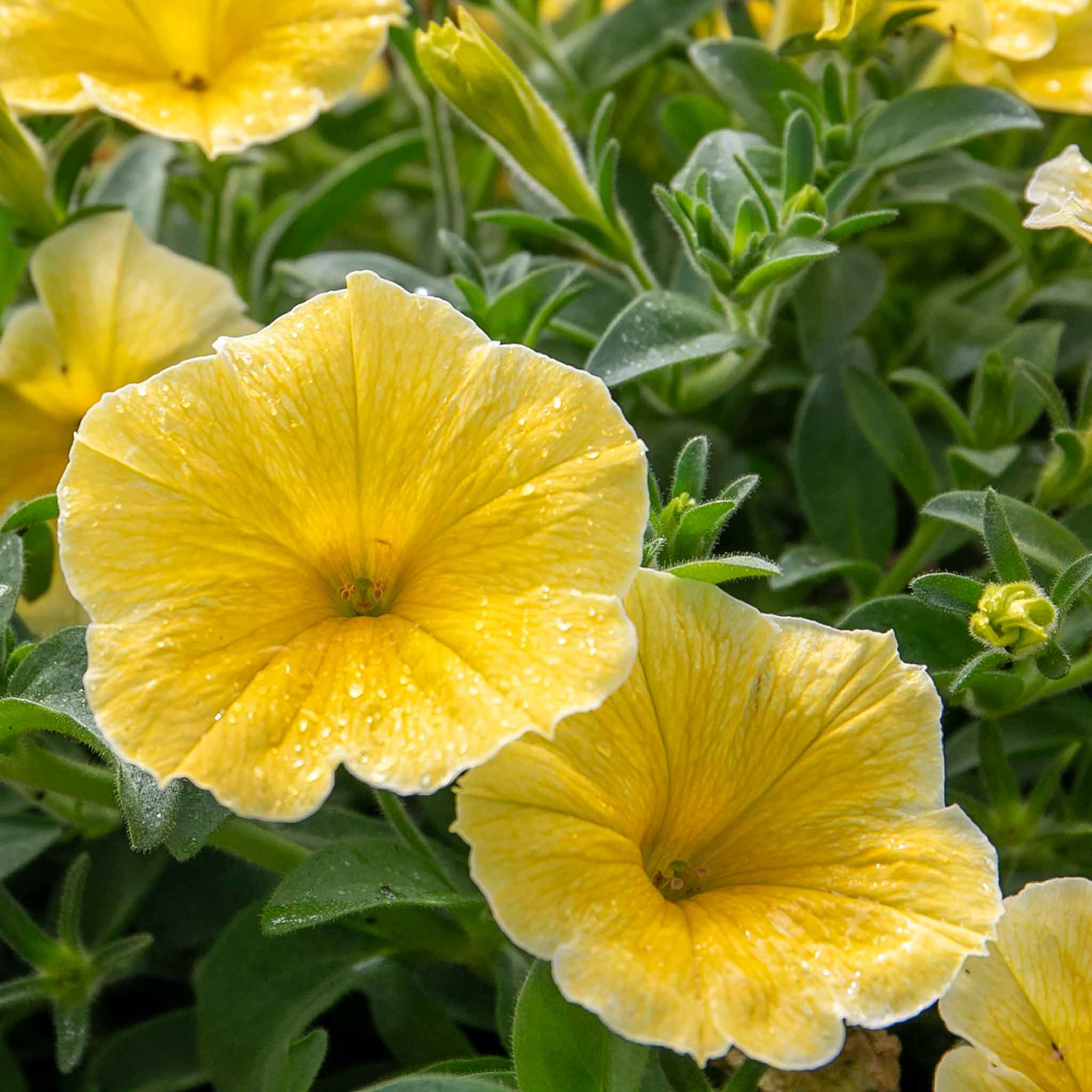 Petunia 'Bees Knees' - Image 8