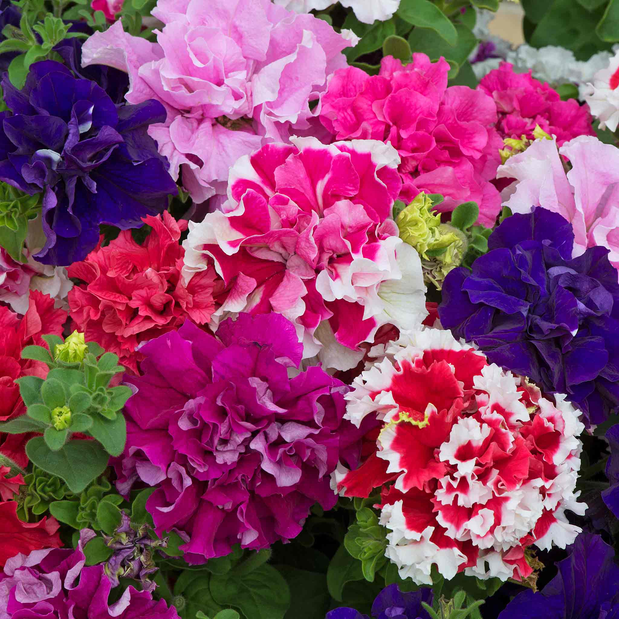 Petunia 'Double Pirouette Mix' - Image 3