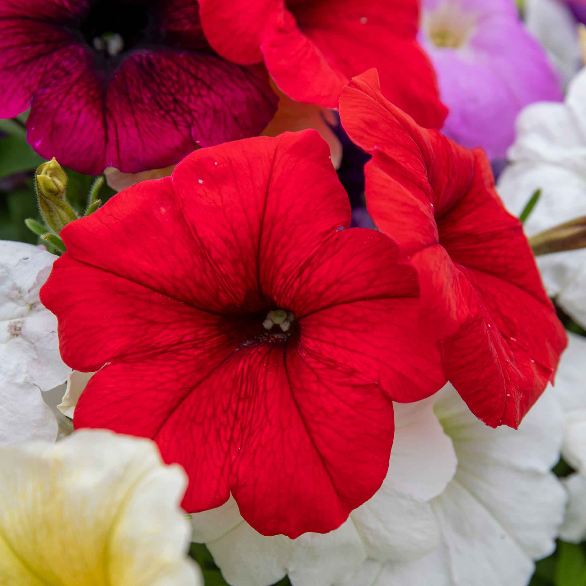 Petunia 'Frenzy Mirage Mixed' - Image 4