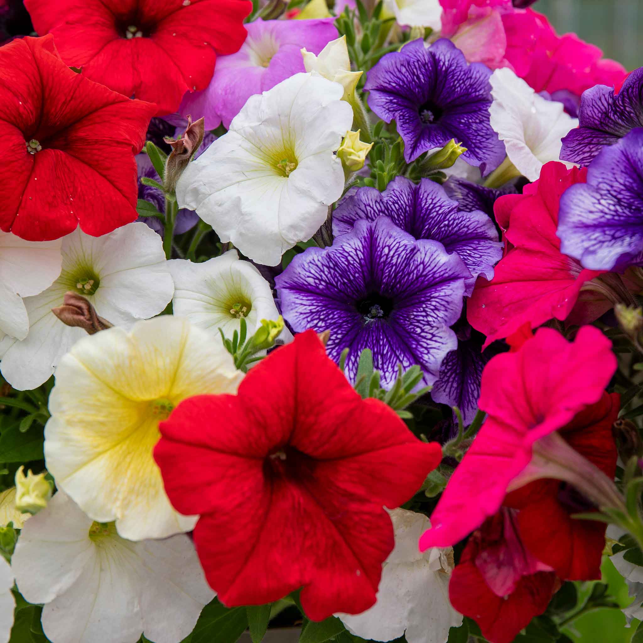 Petunia 'Frenzy Mirage Mixed' - Image 6
