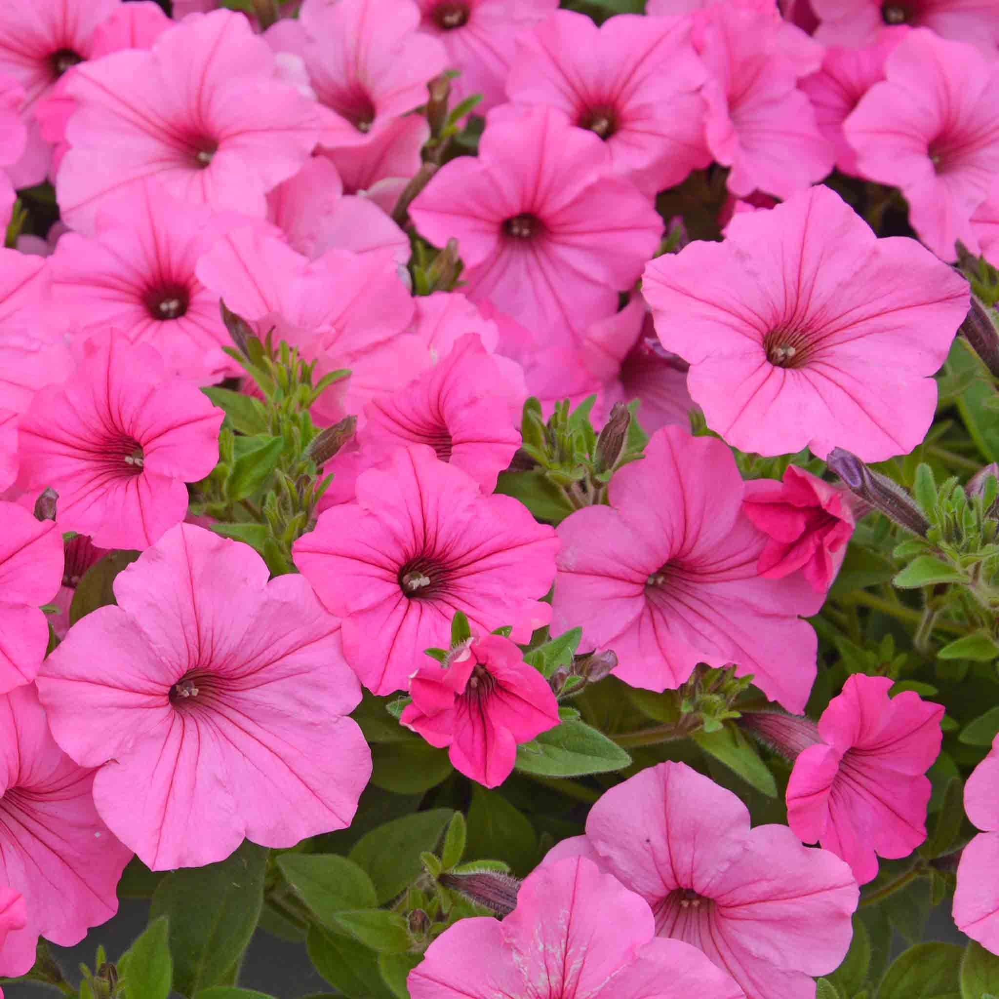 Petunia Supertunia 'Vista Bubblegum' - Image 6