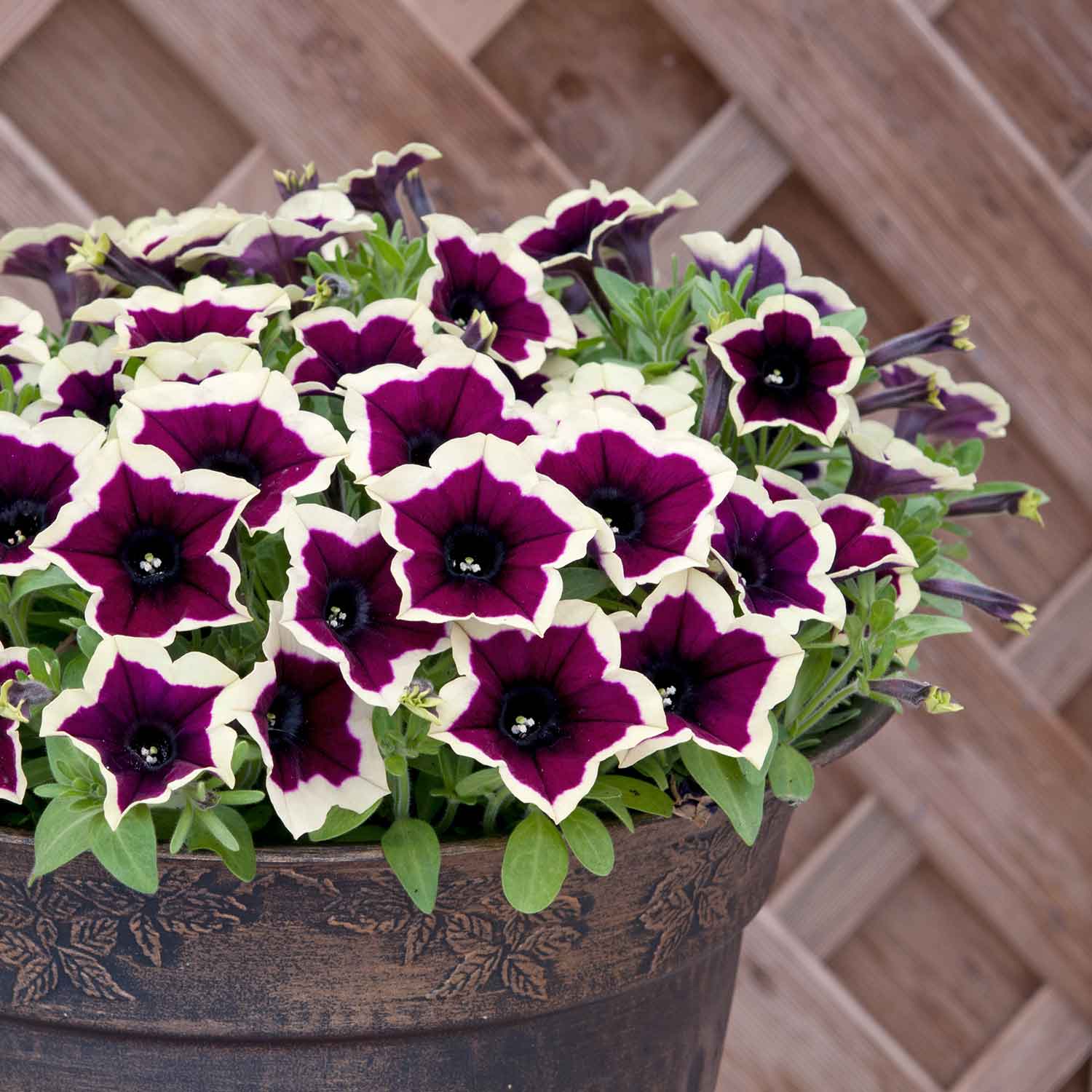 Petunia 'Rim Magenta' - Image 6