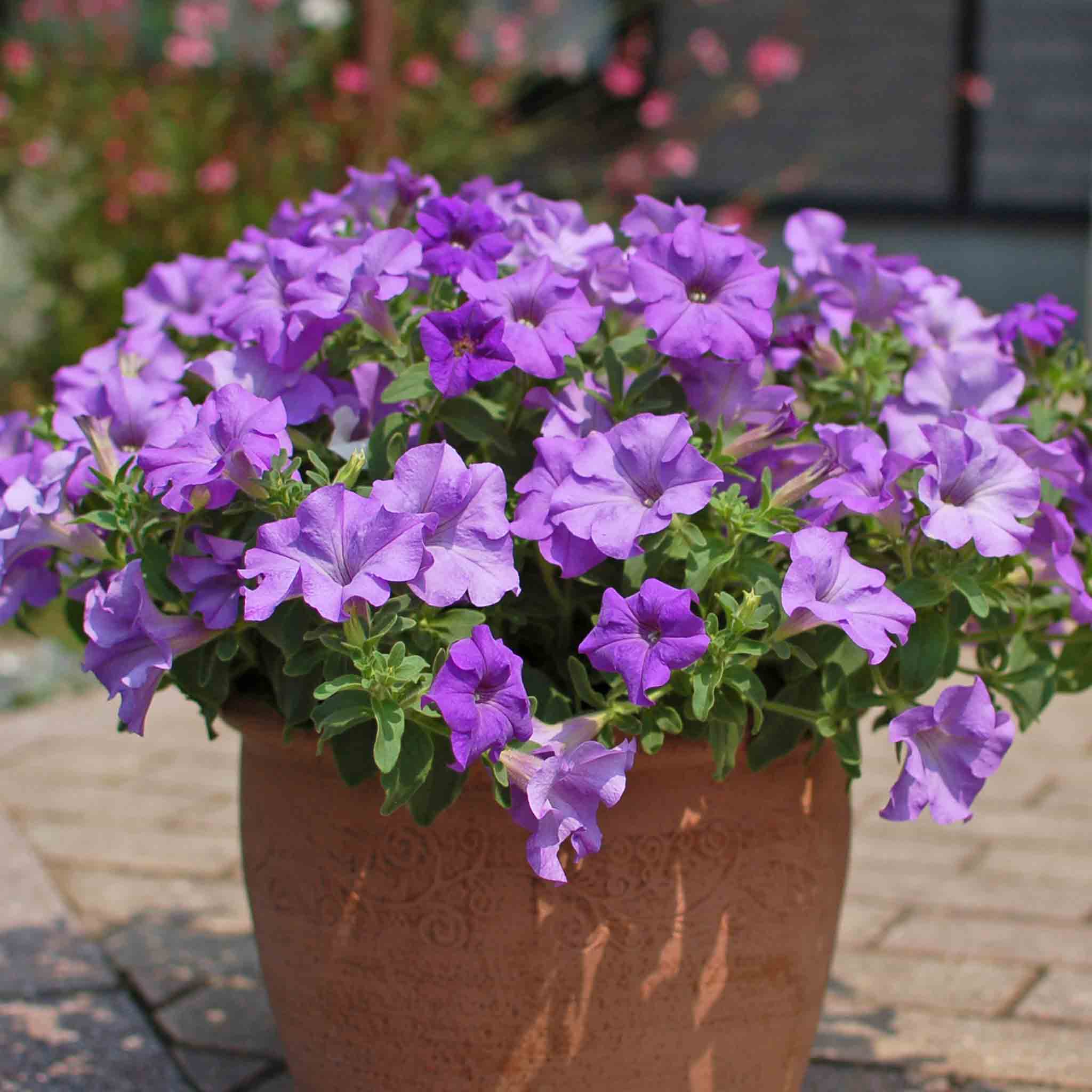 Petunia 'Surfinia Heavenly Blue' - Image 3