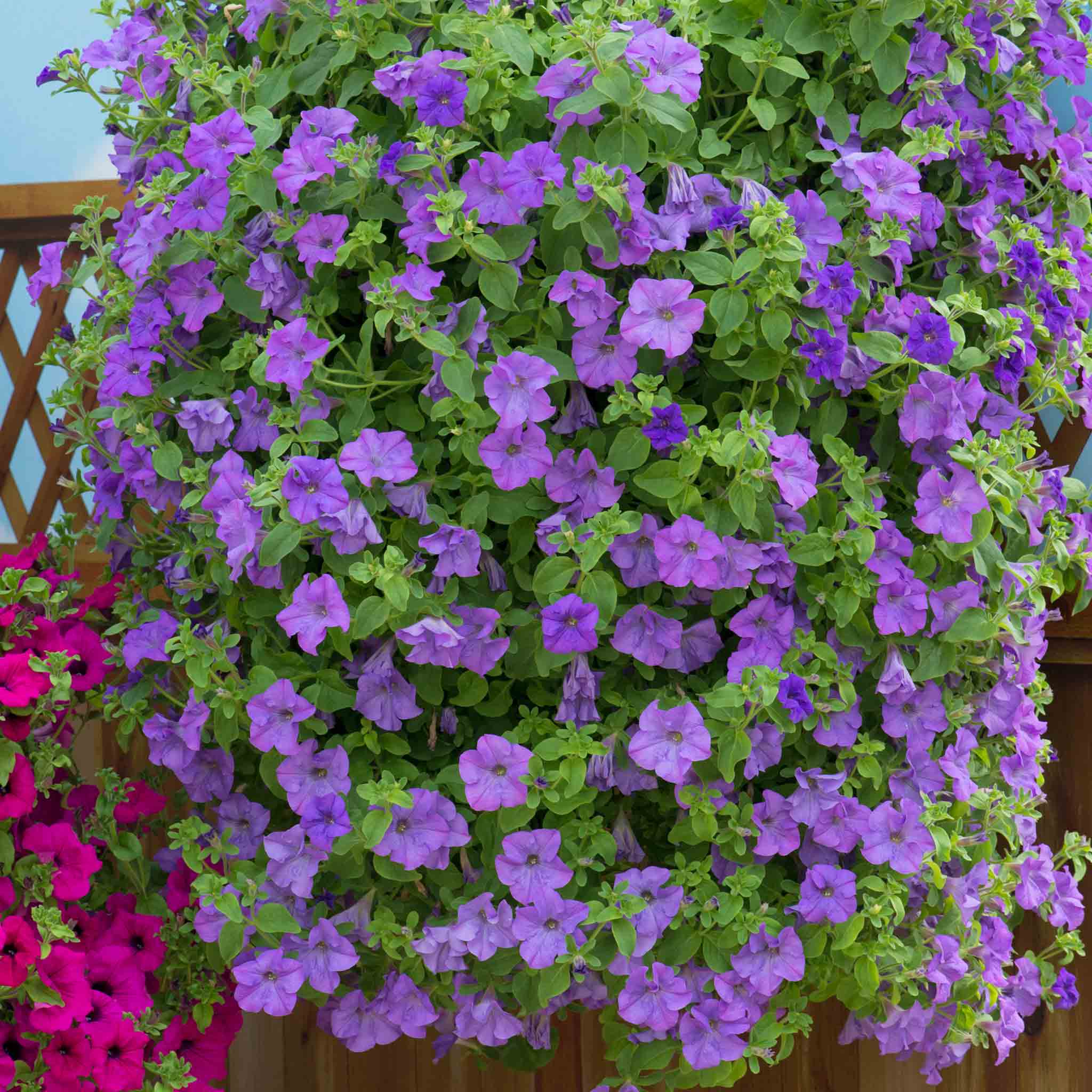 Petunia 'Surfinia Heavenly Blue' - Image 4