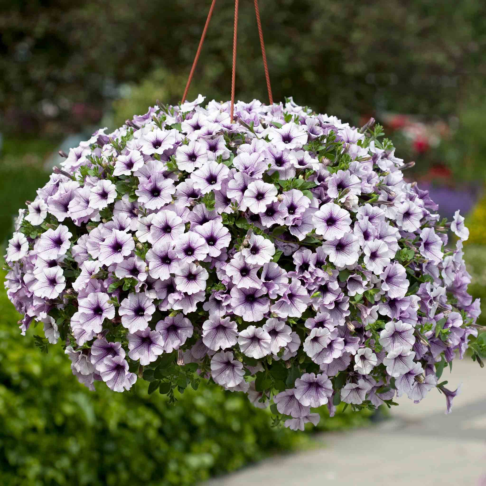 Petunia Surfinia Collection - Image 2
