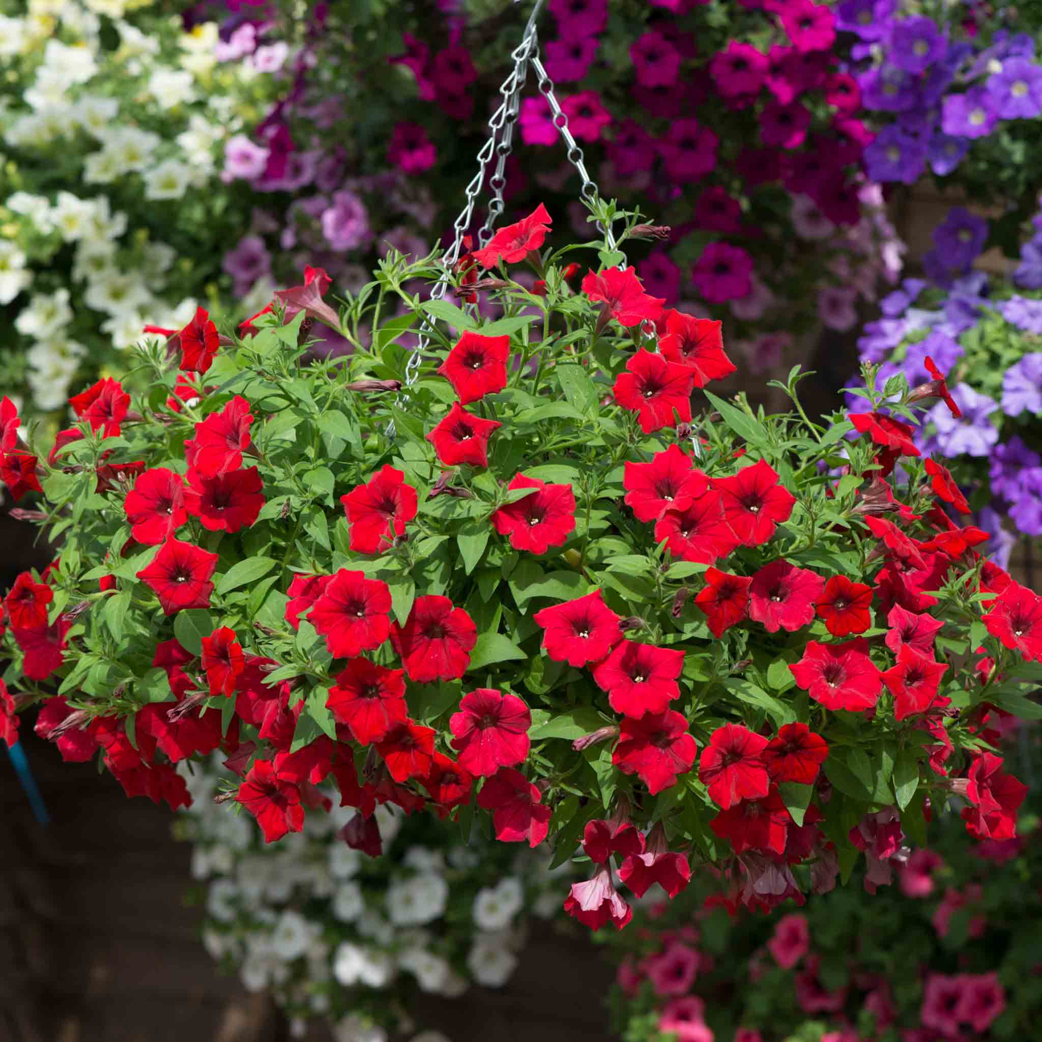 Petunia Surfinia 'Deep Red' - Image 4