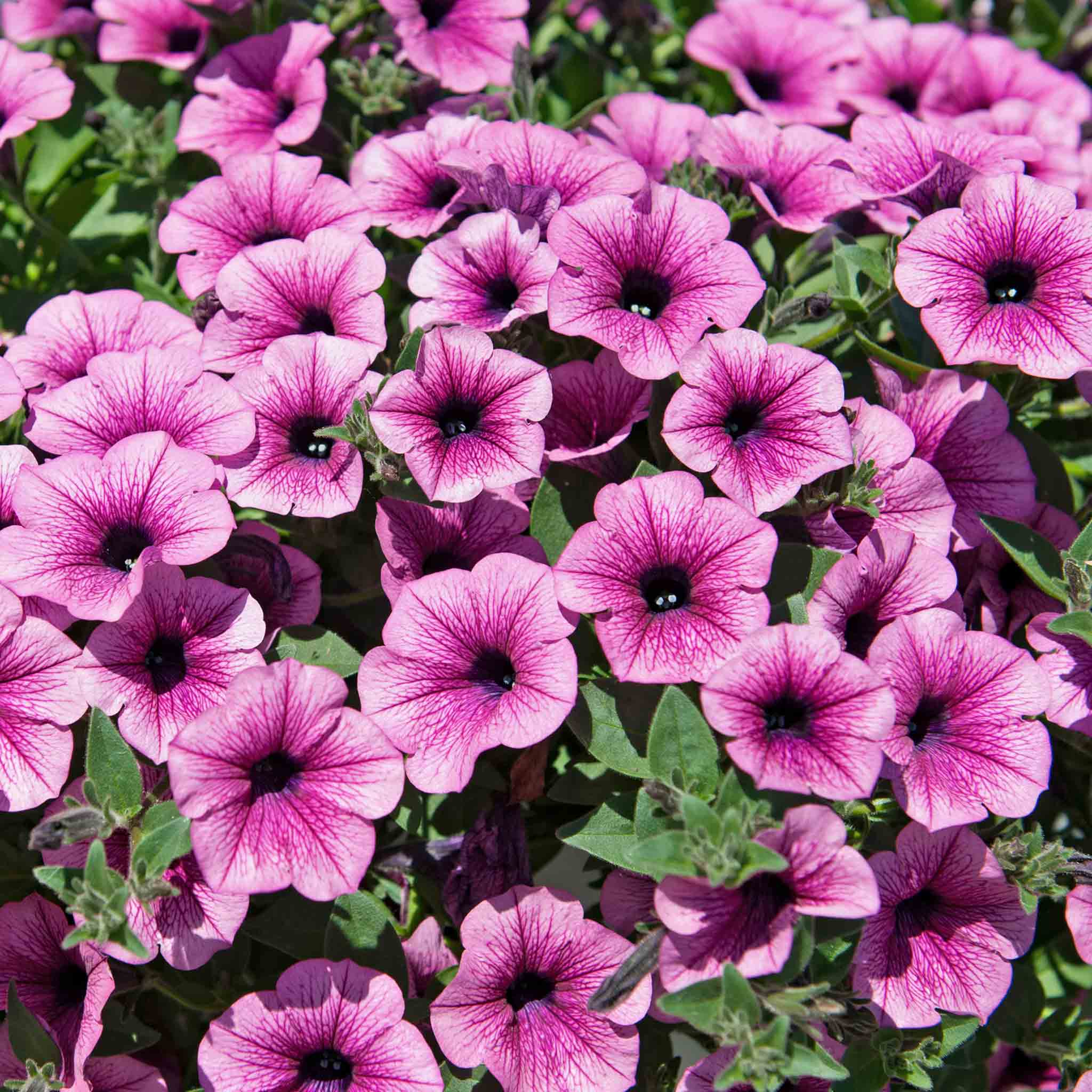 Petunia Surfinia 'Pink Vein' - Image 3