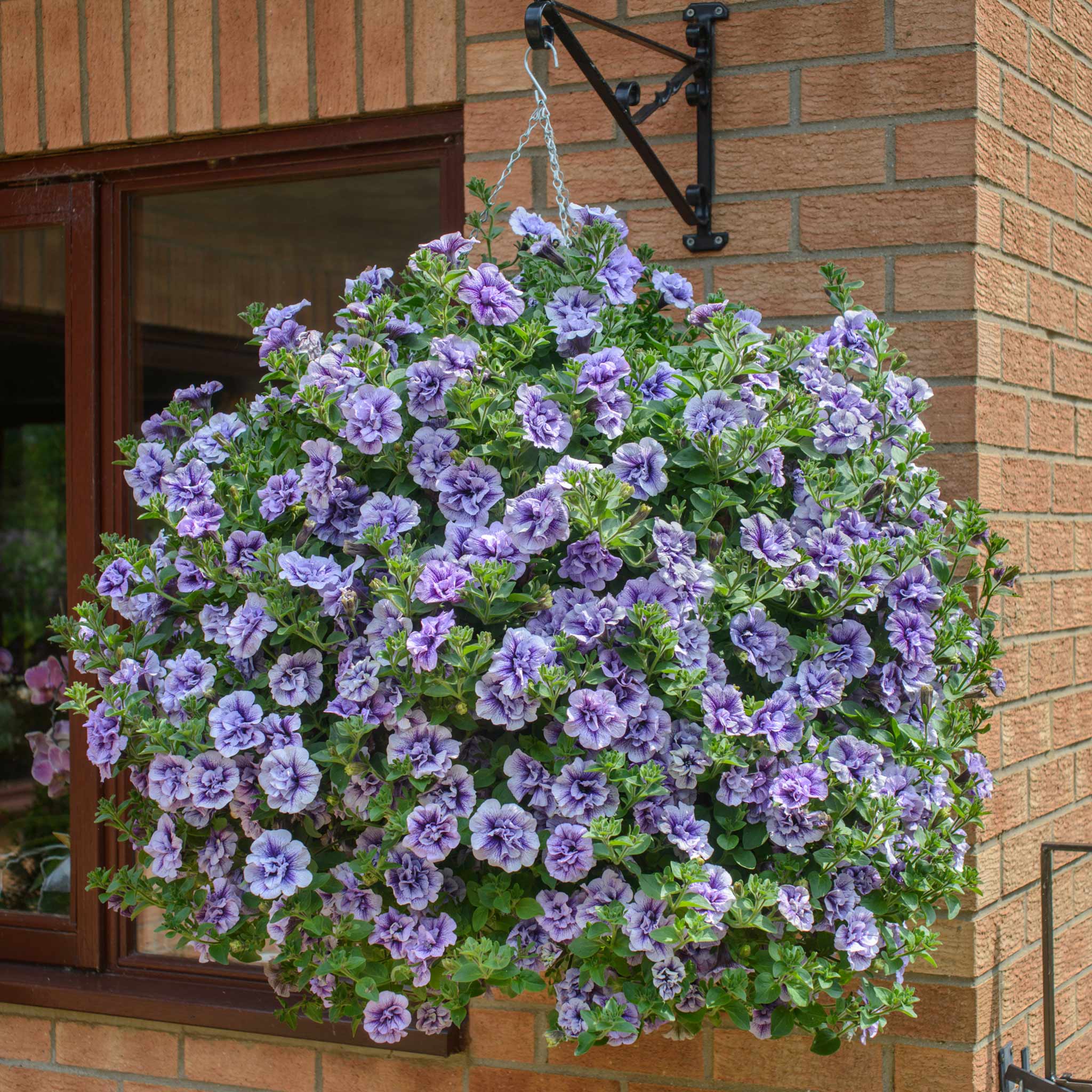 Petunia Supertunia 'Tumberlina Priscella' - Image 7