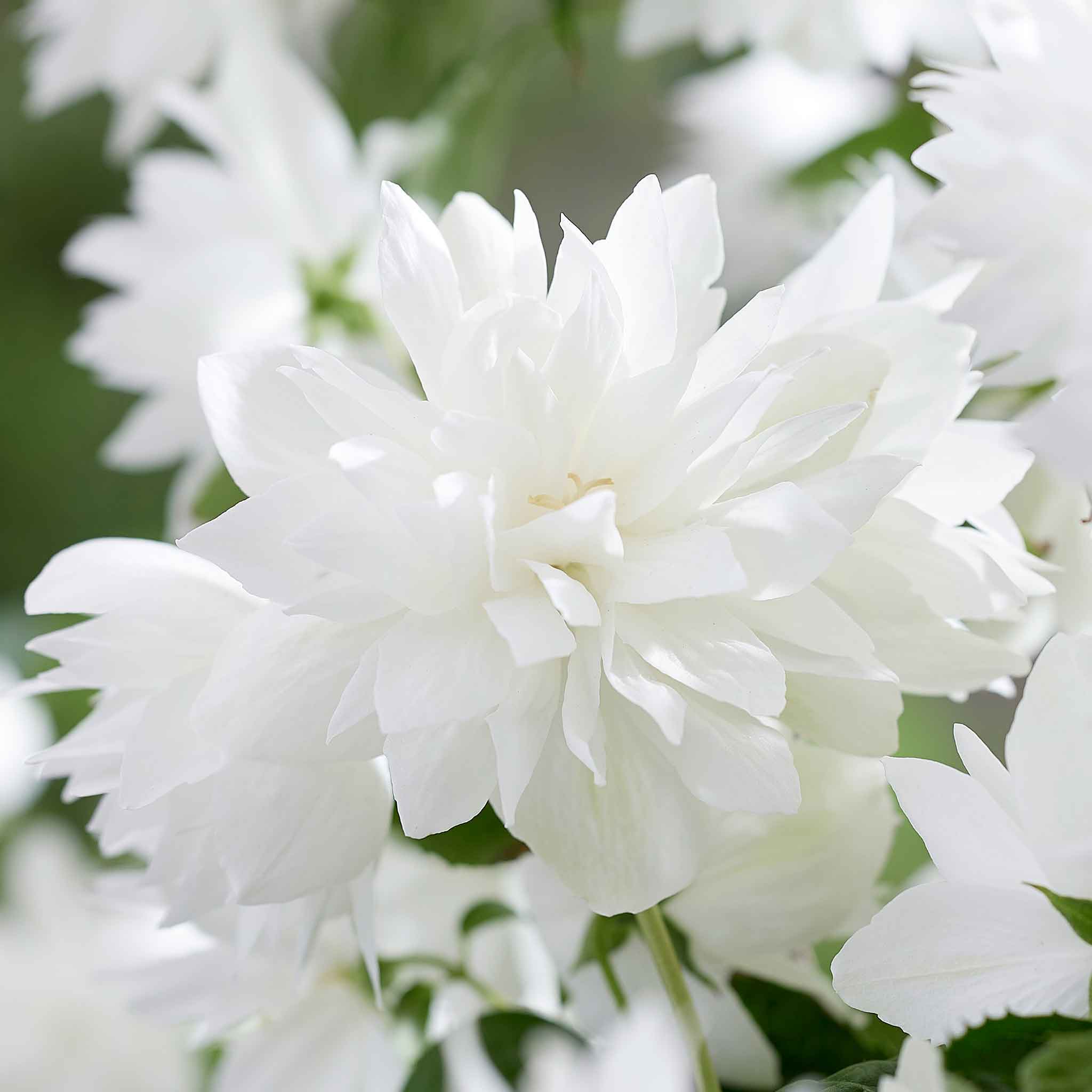 Philadelphus 'Pearls of Perfume' - Image 3