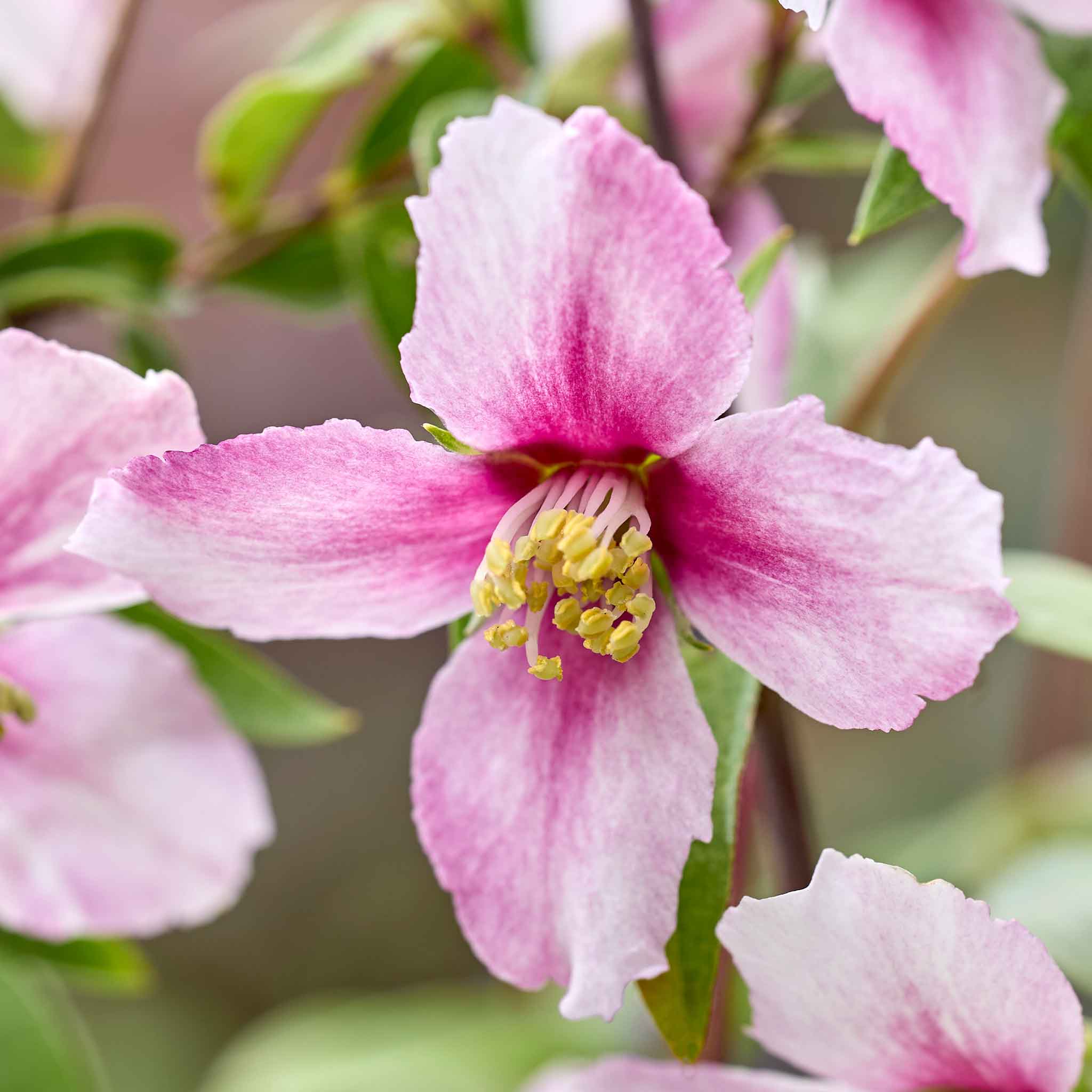 Philadelphus 'Petite Perfume Pink' - Image 9