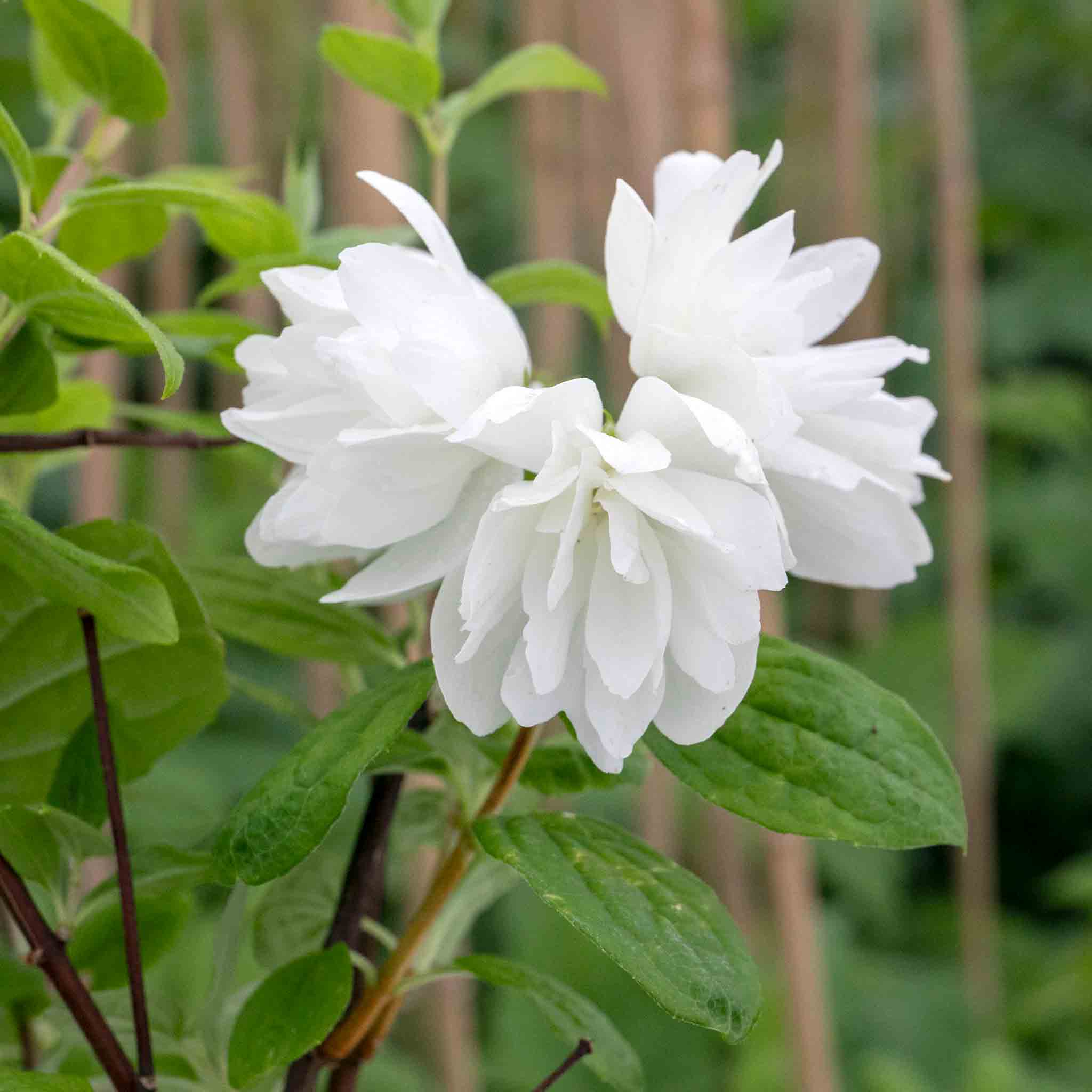 Philadelphus 'Snowbelle' - Image 7