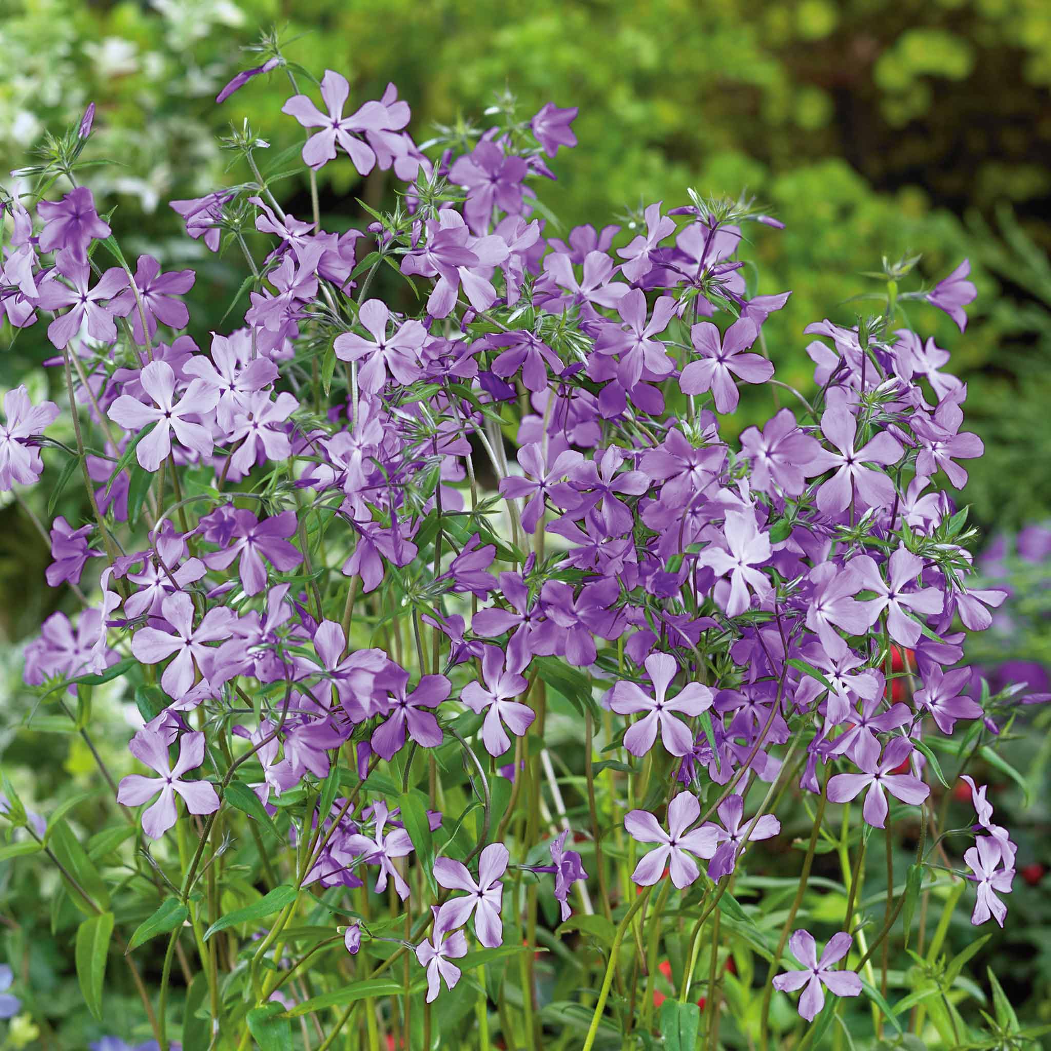 Phlox divaricata laphamii 'Chattahoochee' - Image 2
