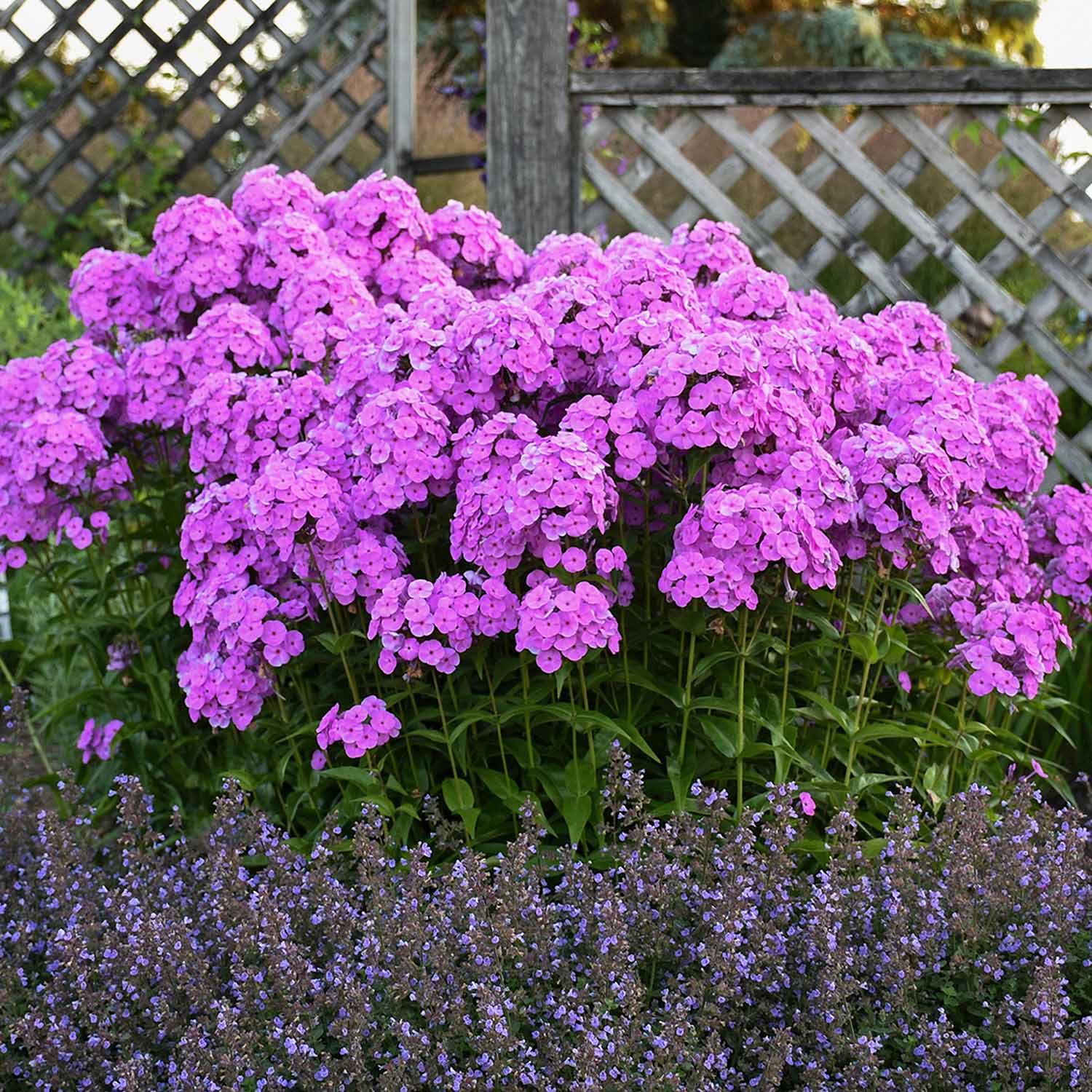 Phlox 'Fashionably Early Flamingo' - Image 2