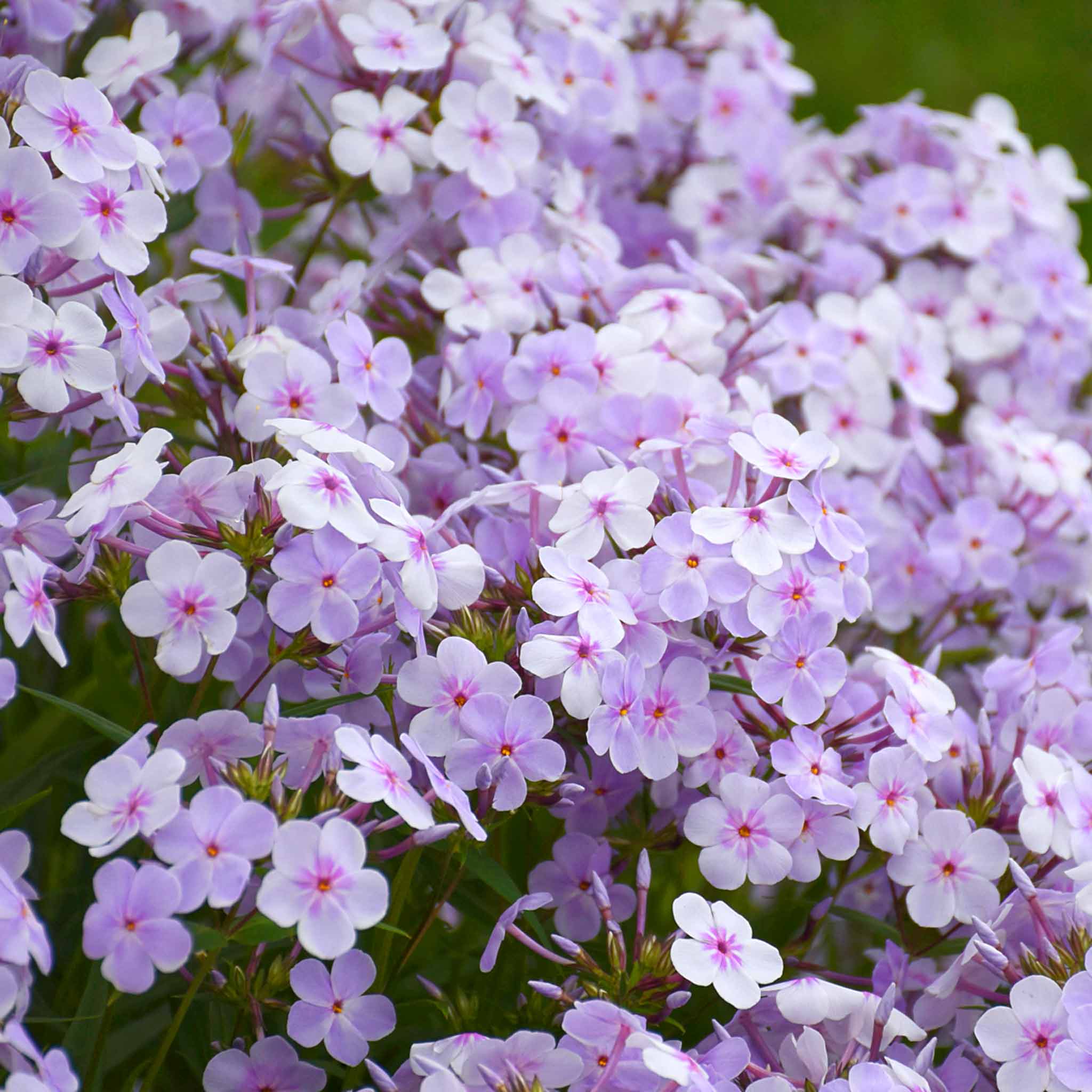 Phlox 'Pink A Dot' - Image 6