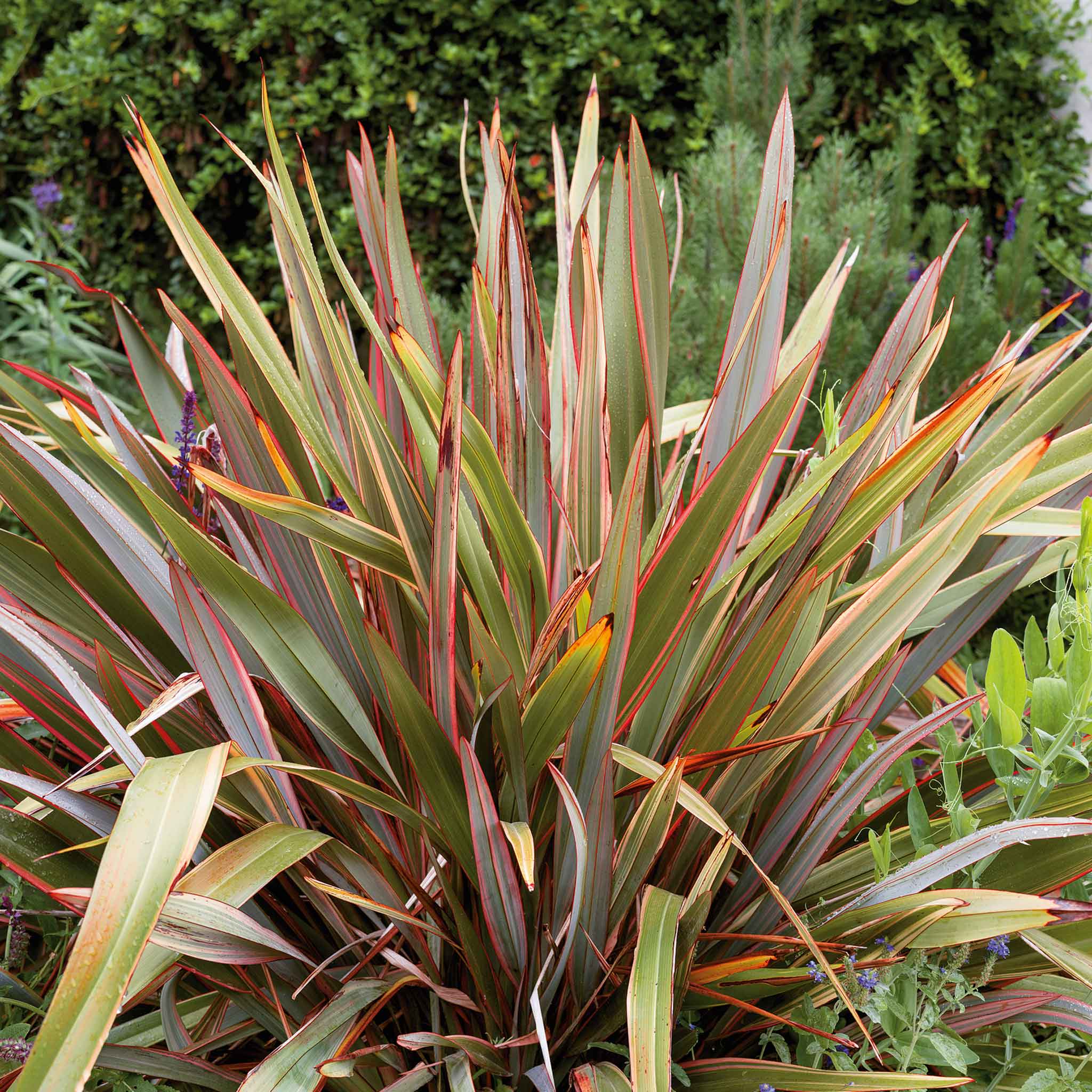 Phormium 'Maori Queen' - Image 6