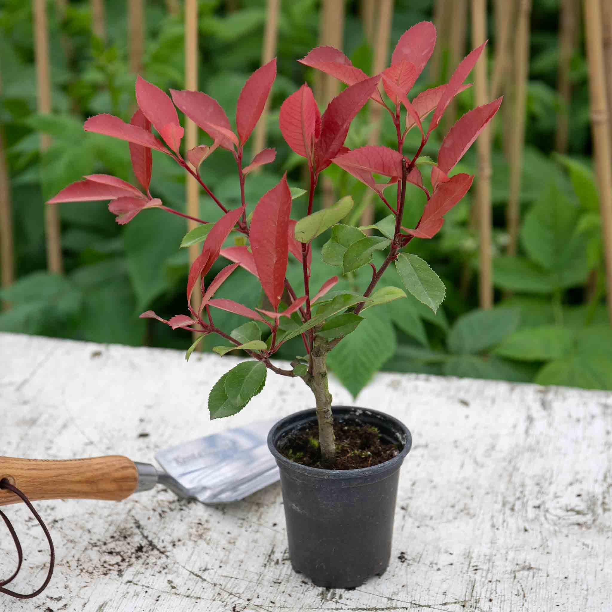 Photinia 'Red Robin' - Image 4