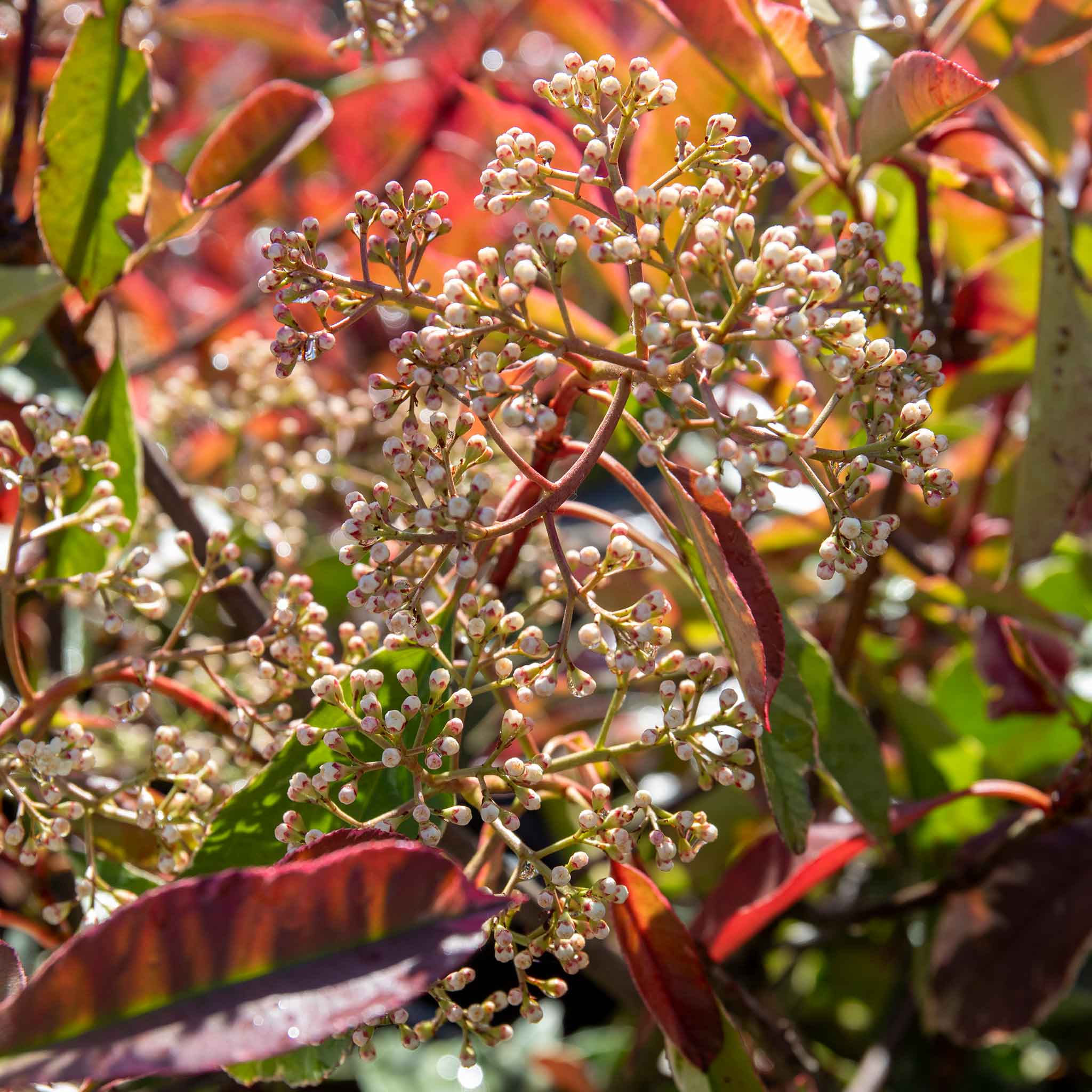 Photinia x fraseri 'Louise' - Image 3
