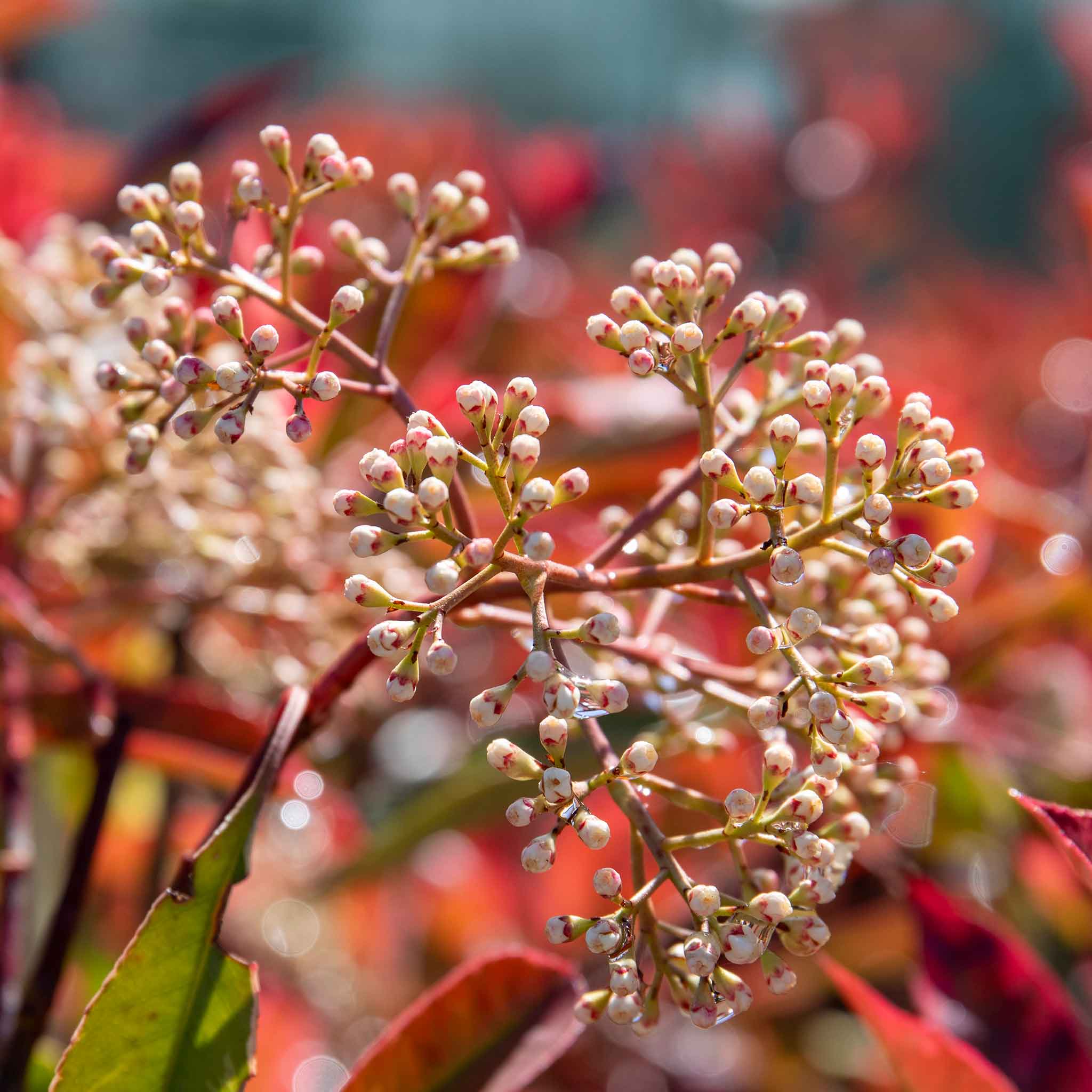 Photinia x fraseri 'Louise' - Image 8